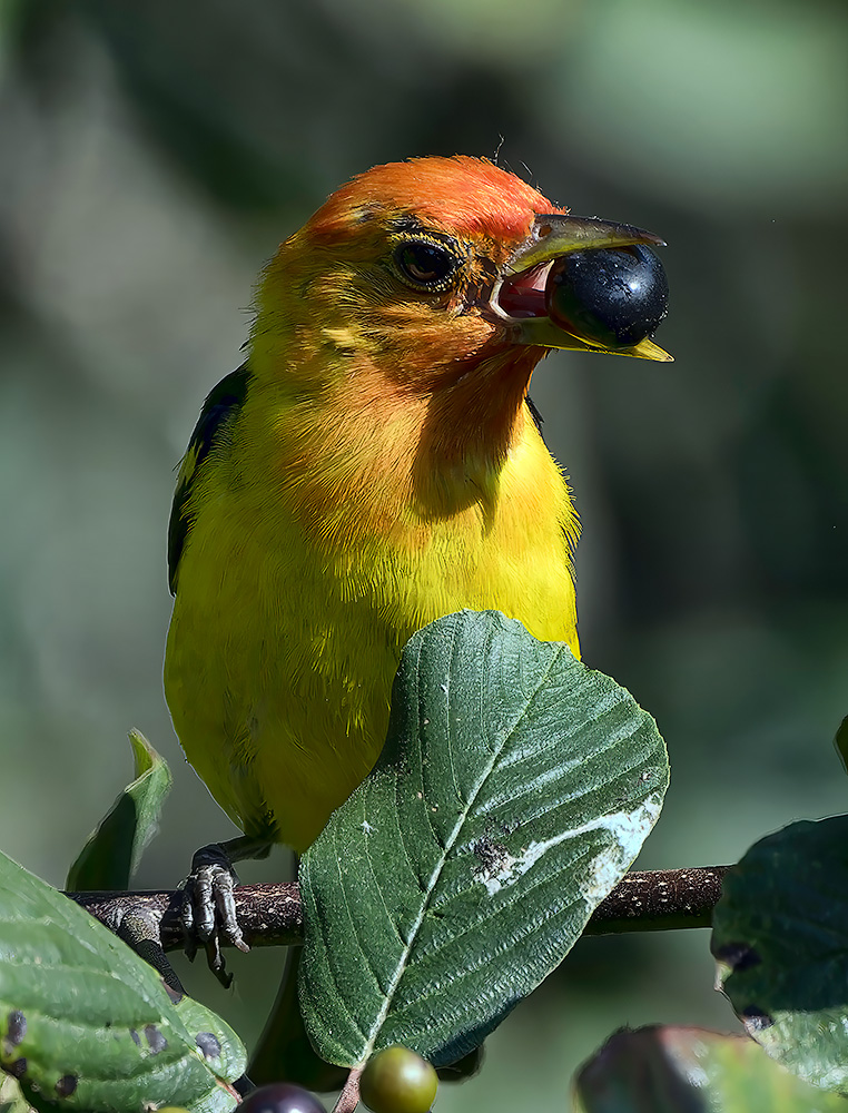 Western_Tanager_1458_1000p.jpg