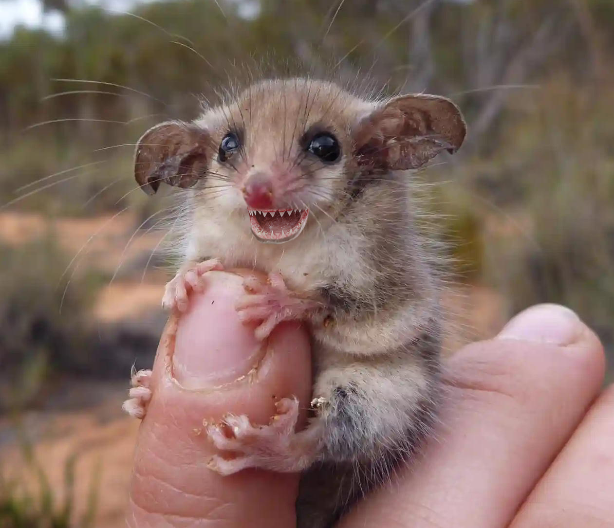 WesternPygmyPossum 2.jpg