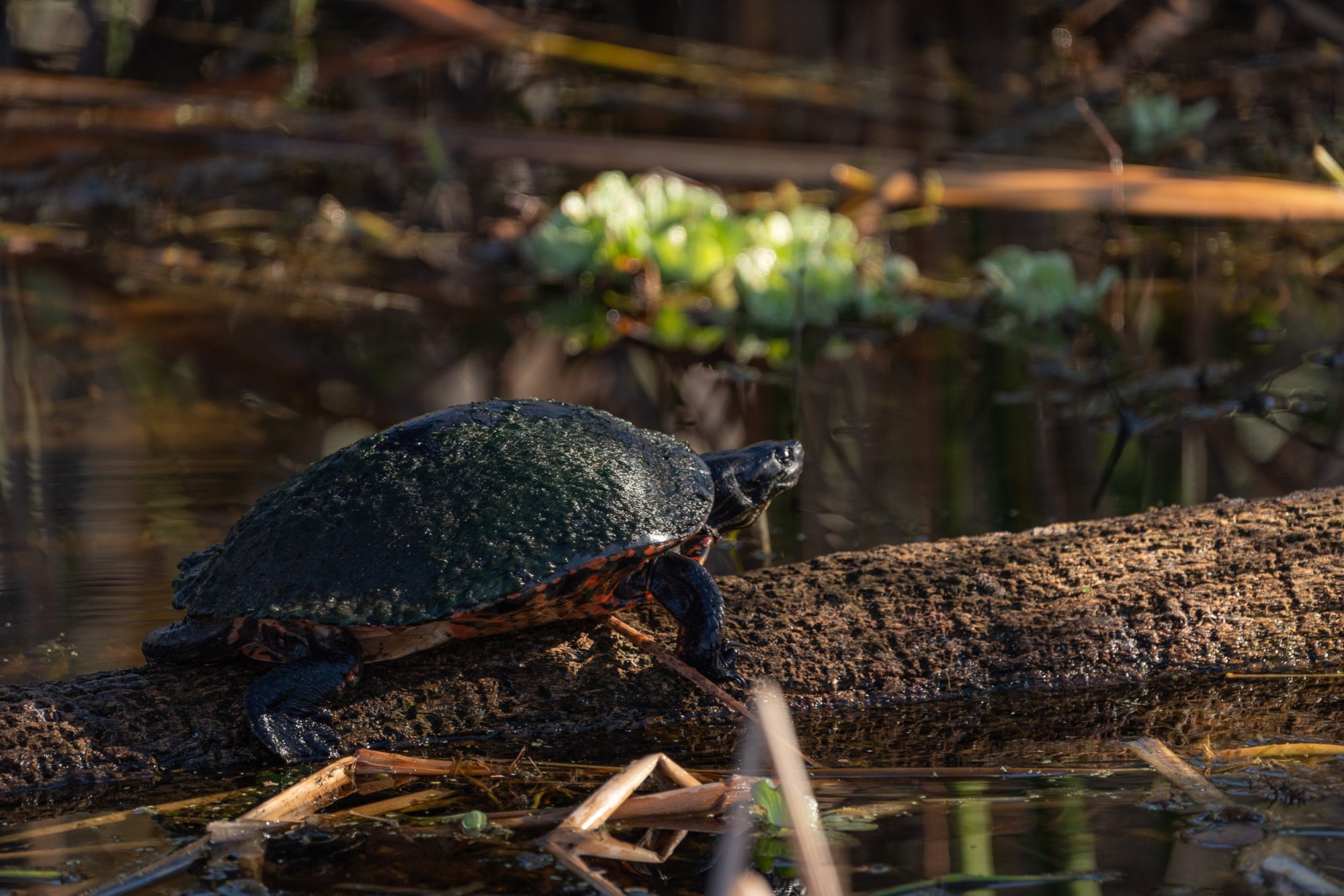 Wetlands 12 31 2023-2500px-13.jpg