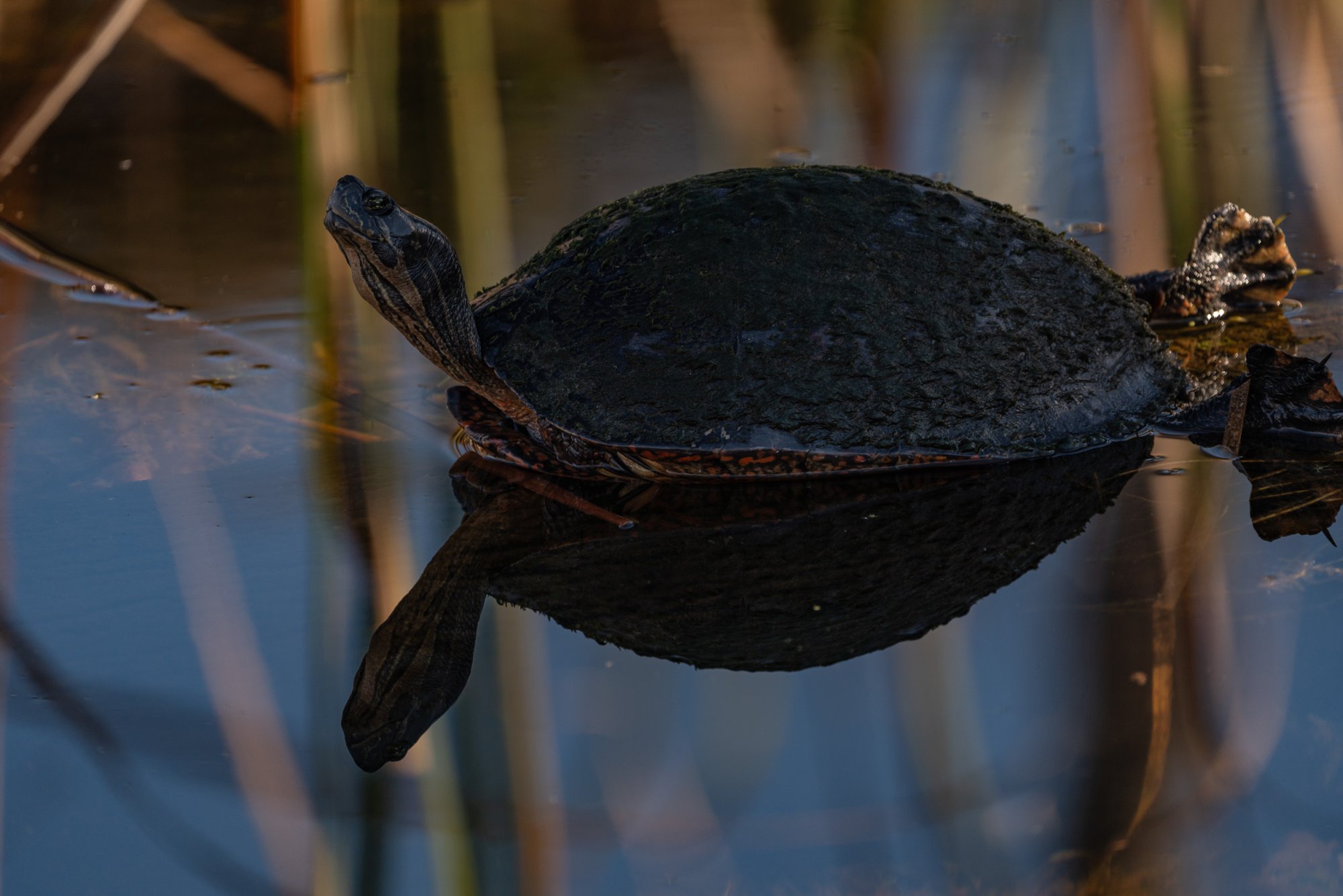 Wetlands 12 31 2023-2500px-14.jpg