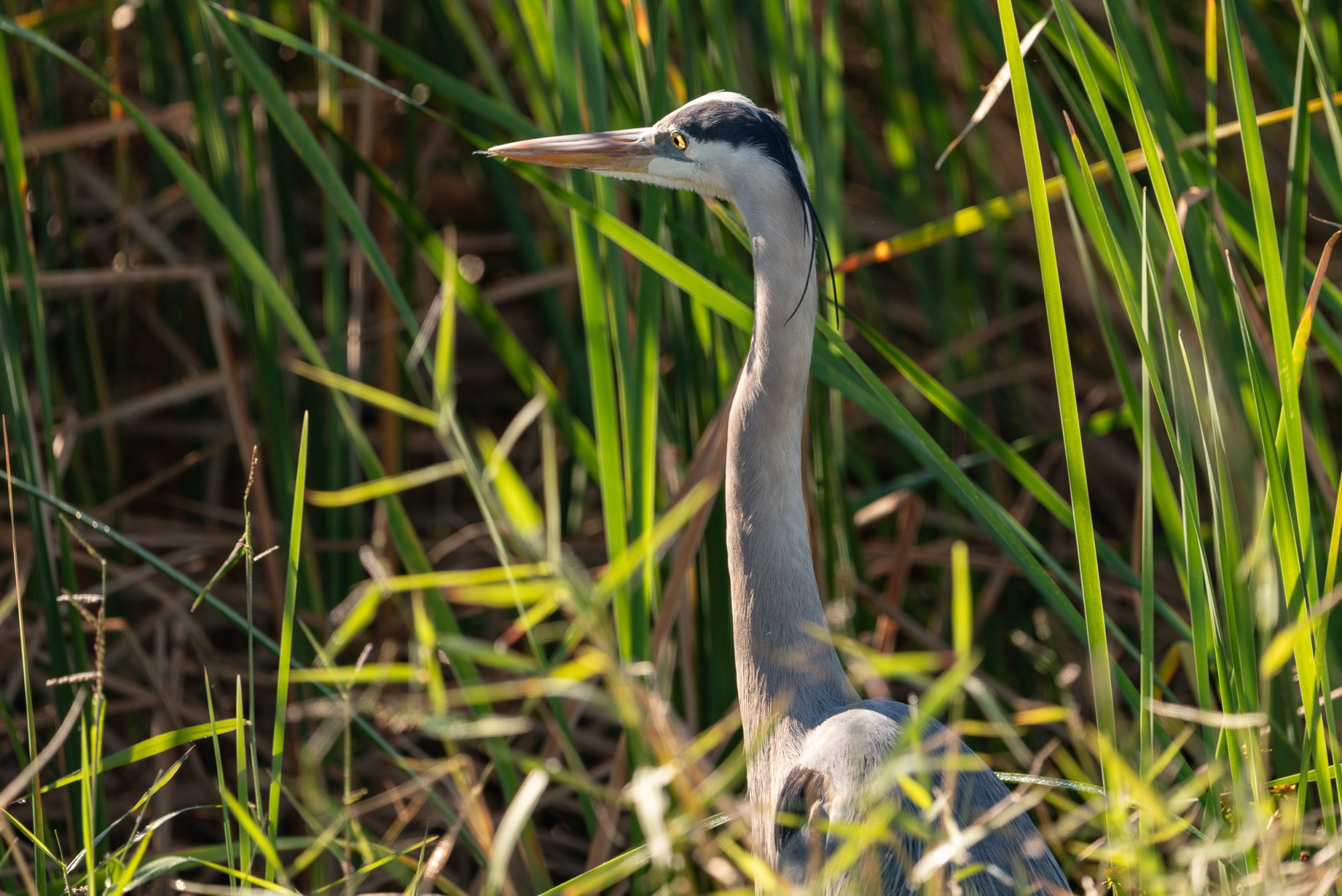 Wetlands 12 31 2023-2500px-22.jpg