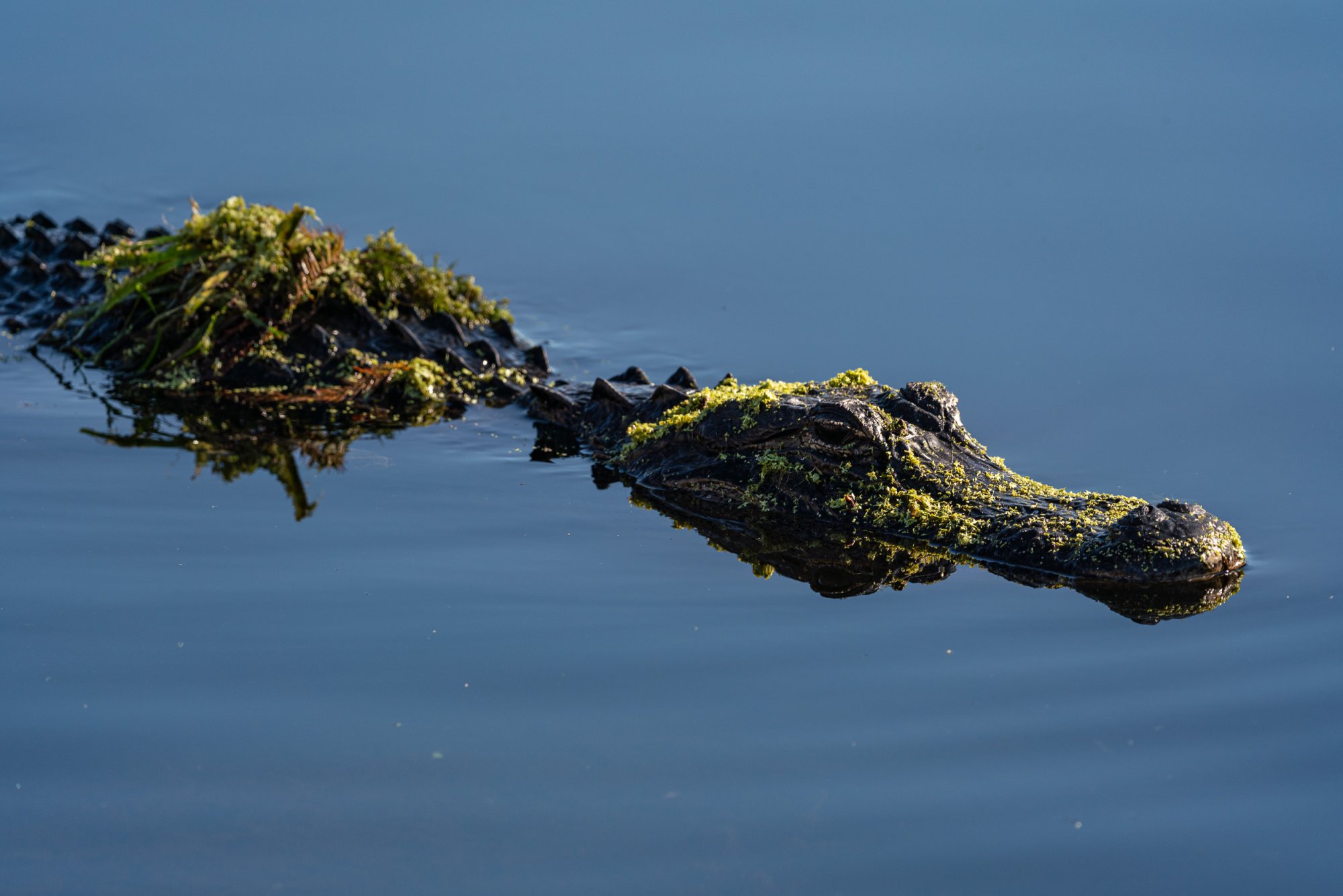 Wetlands 12 31 2023-2500px-28.jpg