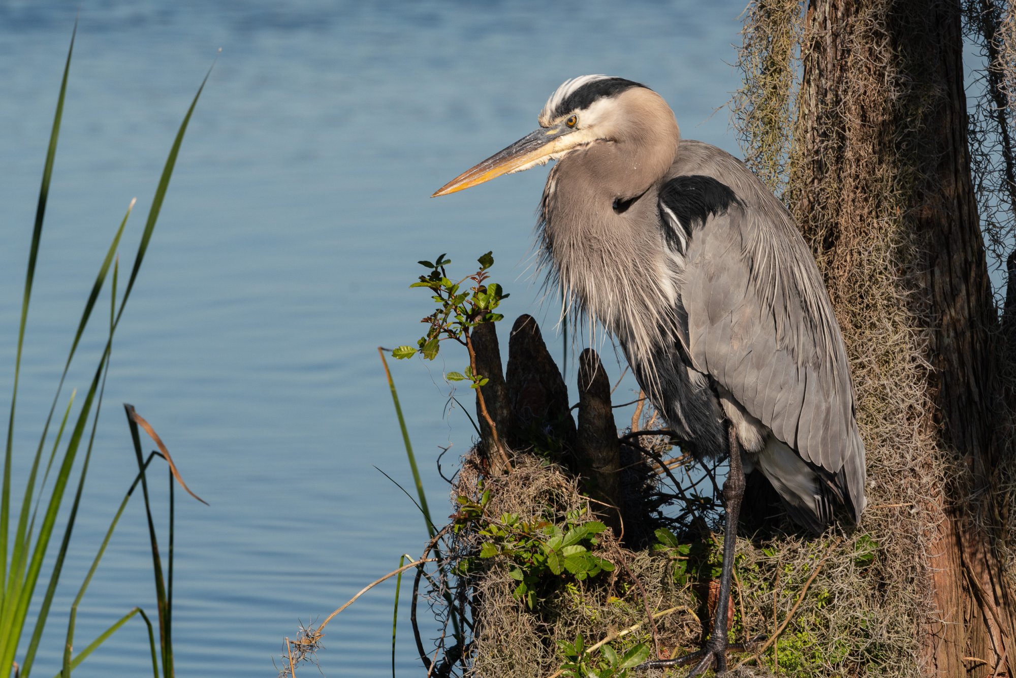 Wetlands 12 31 2023-2500px-35.jpg