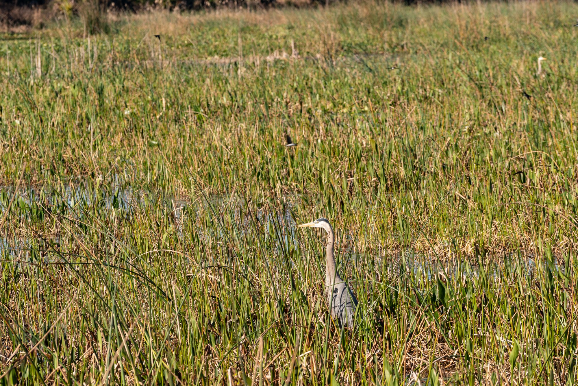 Wetlands 2-22 2500px-14.jpg