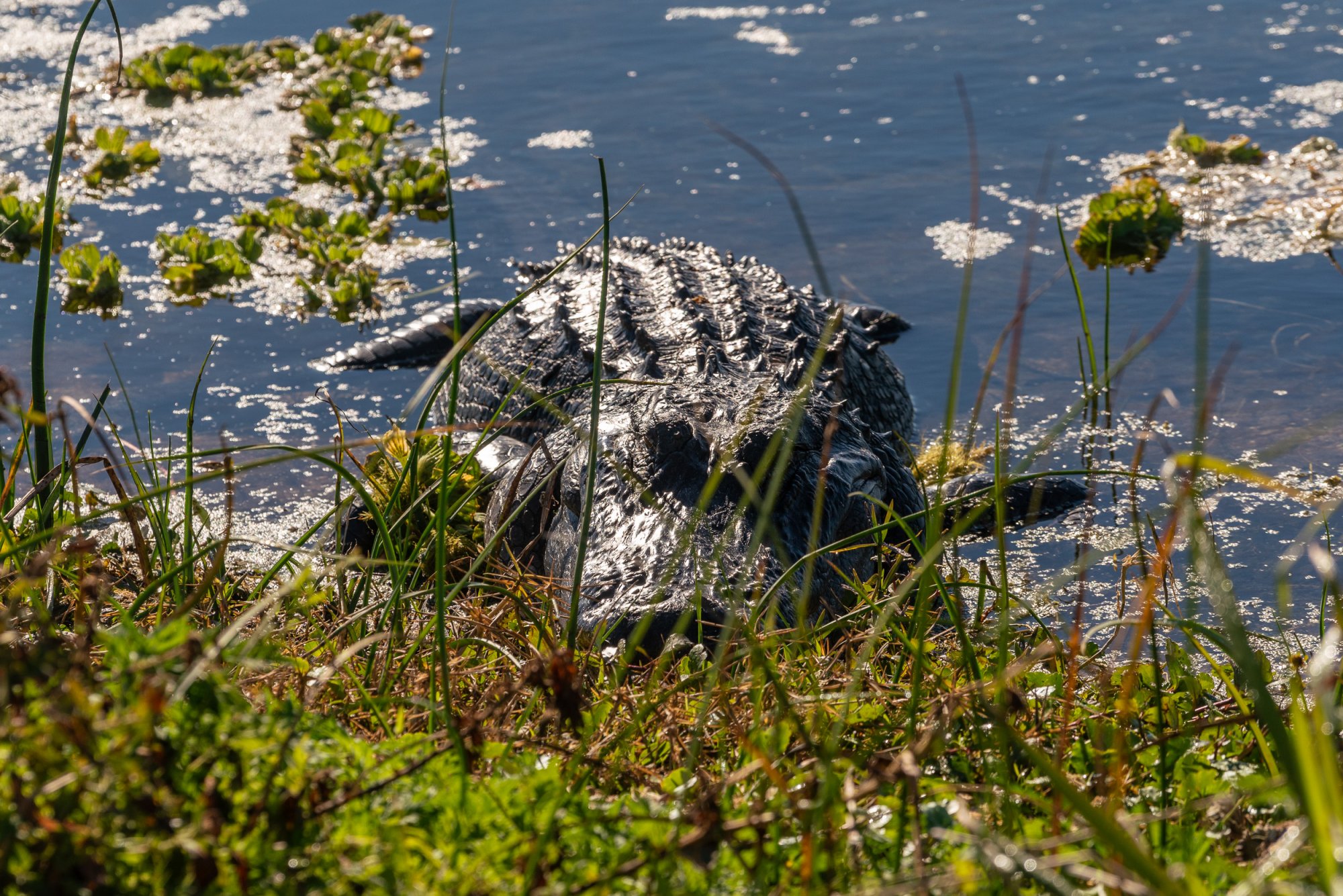 Wetlands 2-22 2500px-21.jpg