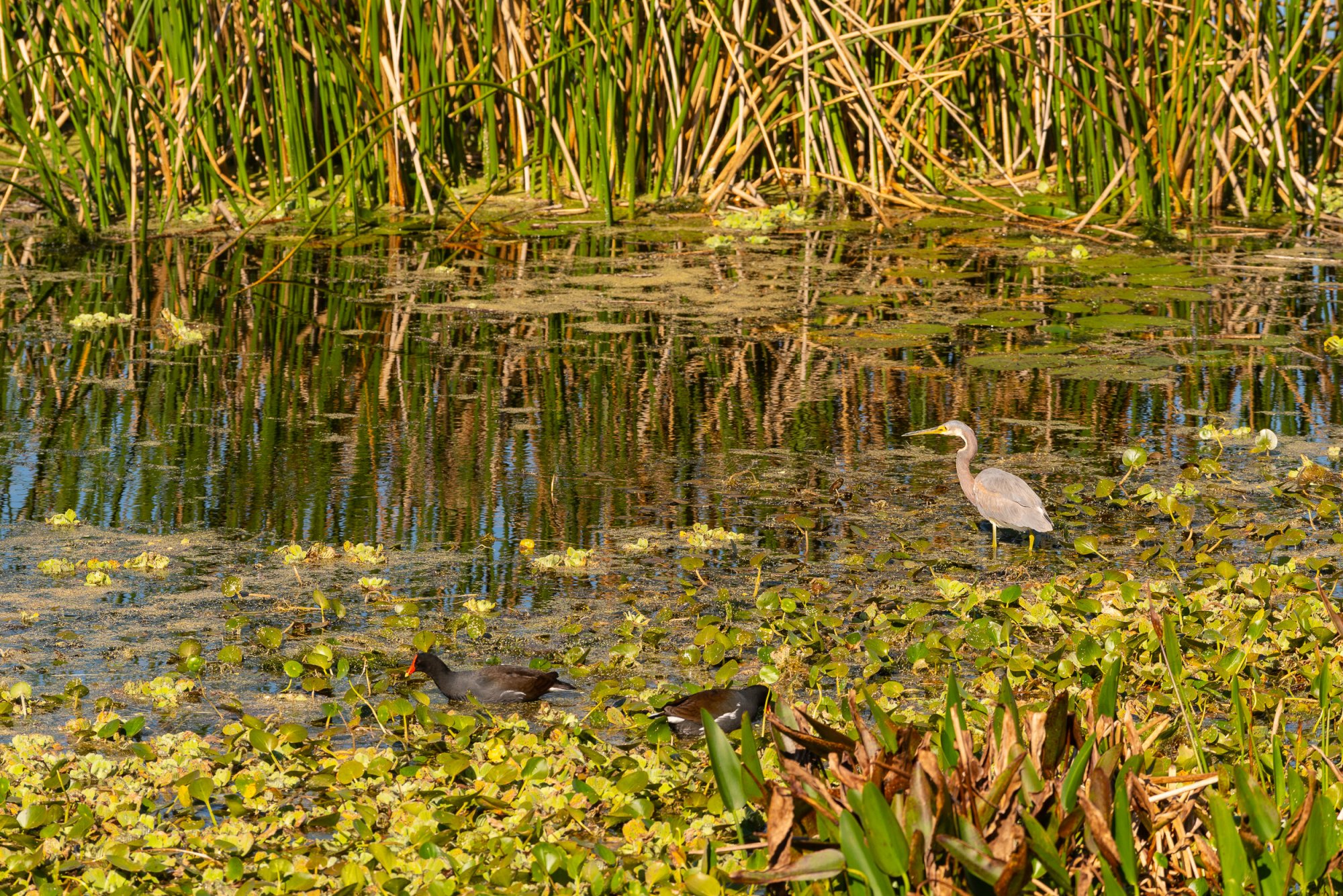 Wetlands 2-22 2500px-26.jpg