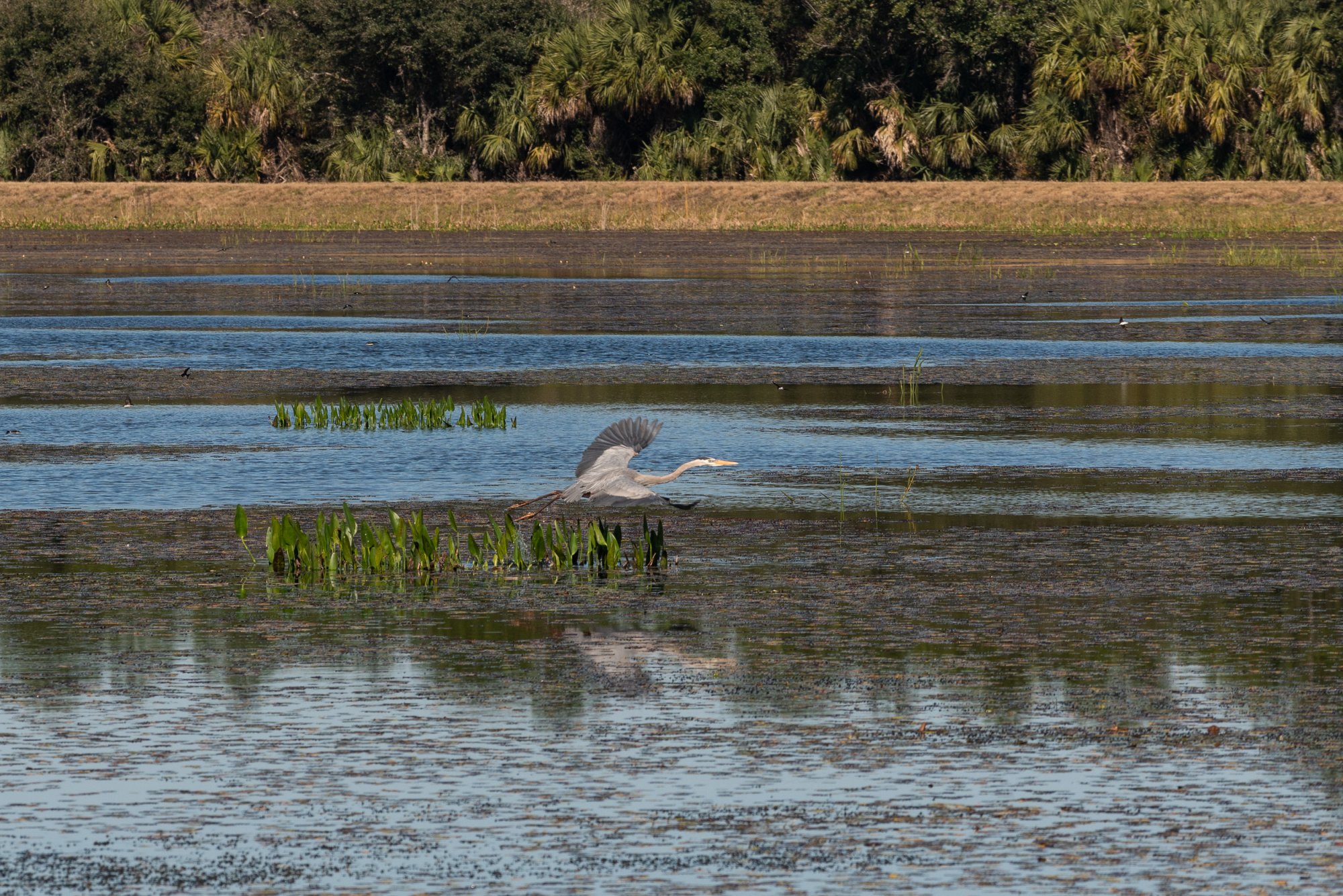 Wetlands 2-22 2500px-29.jpg