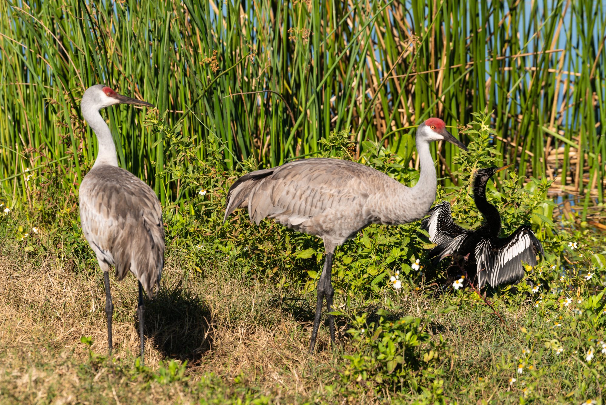 Wetlands 2-22 2500px-31.jpg