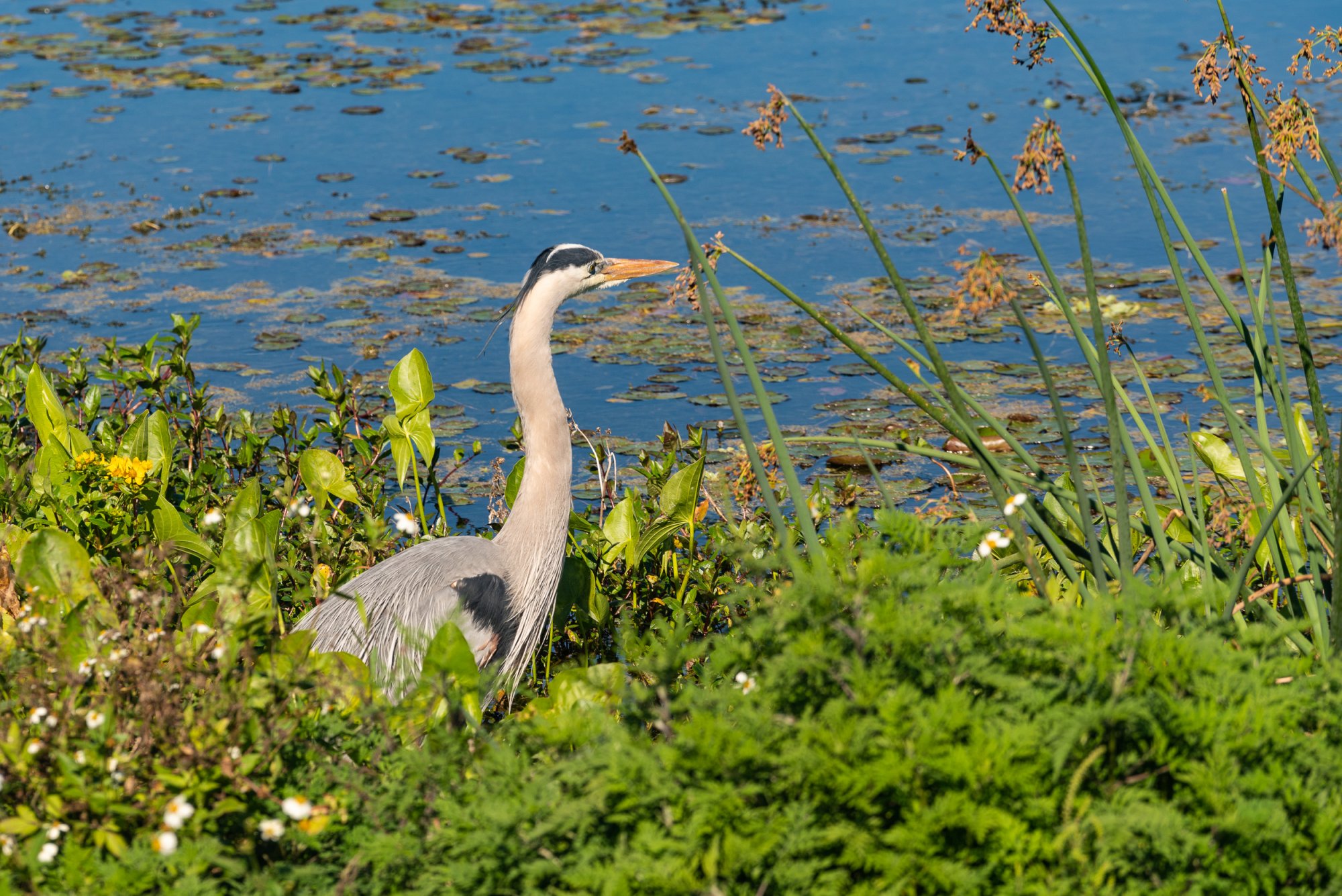 Wetlands 2-22 2500px-32.jpg