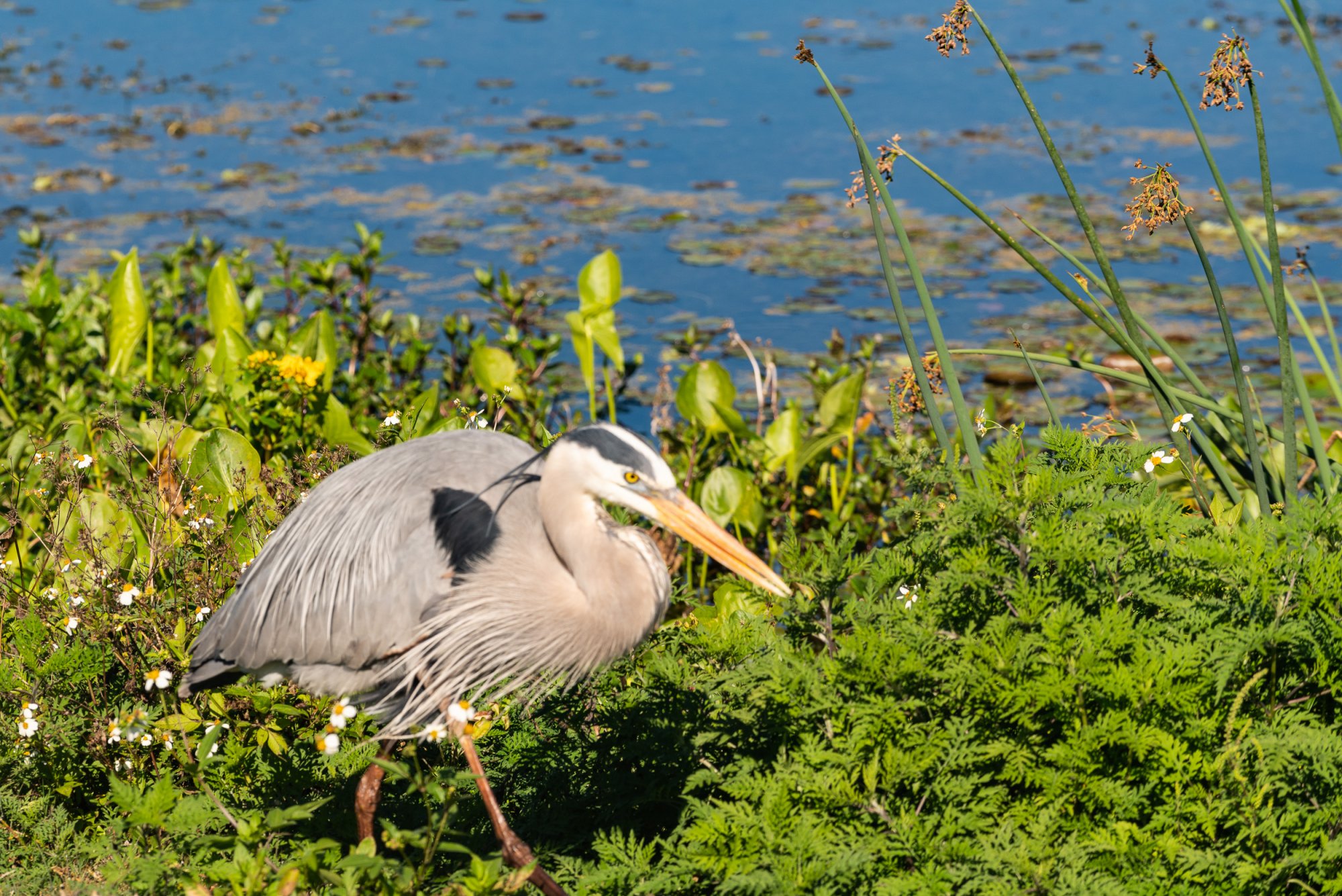 Wetlands 2-22 2500px-35.jpg