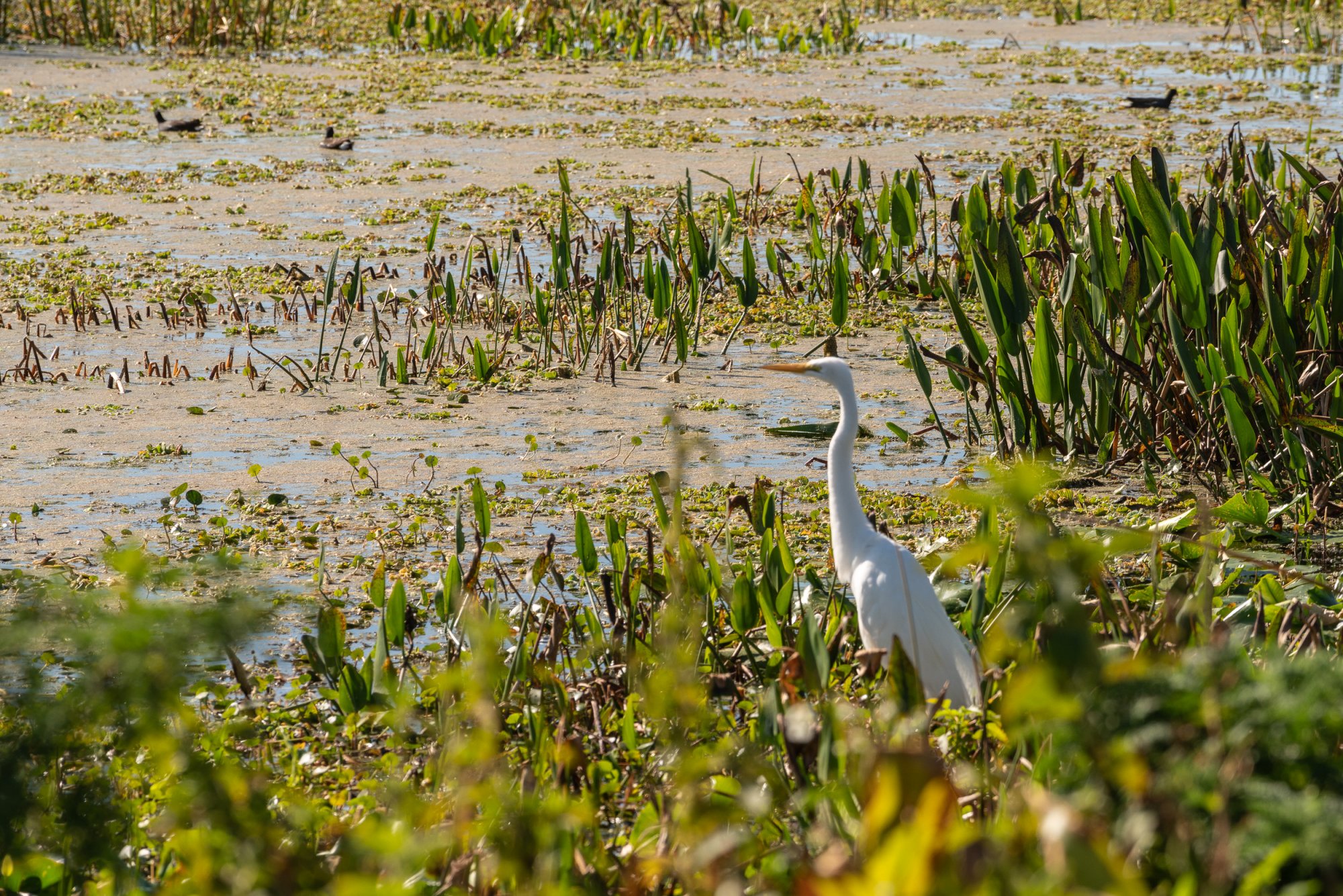 Wetlands 2-22 2500px-40.jpg