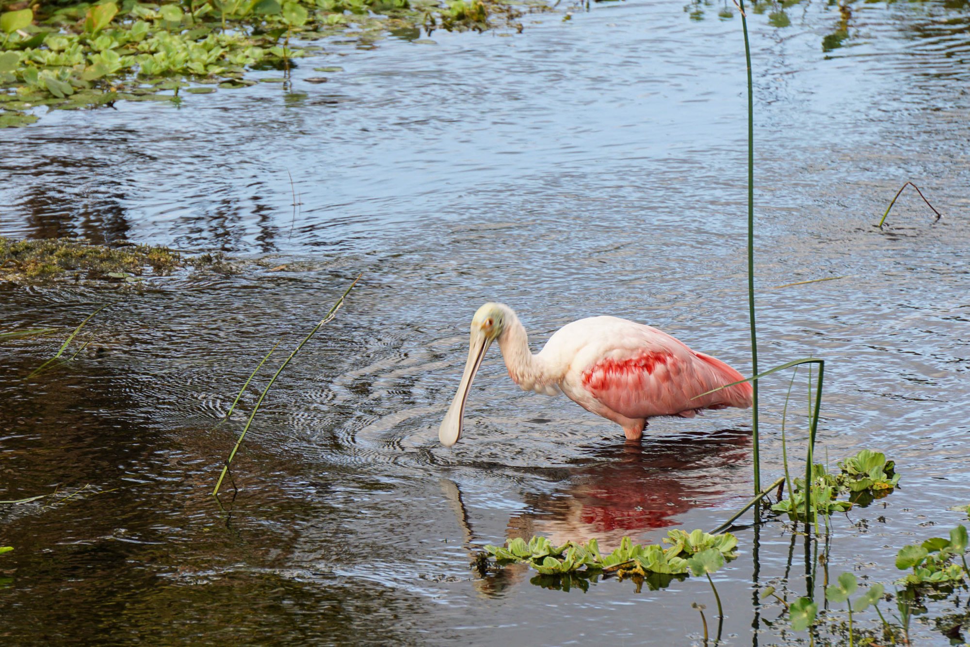 Wetlands - 2500px-18.jpg