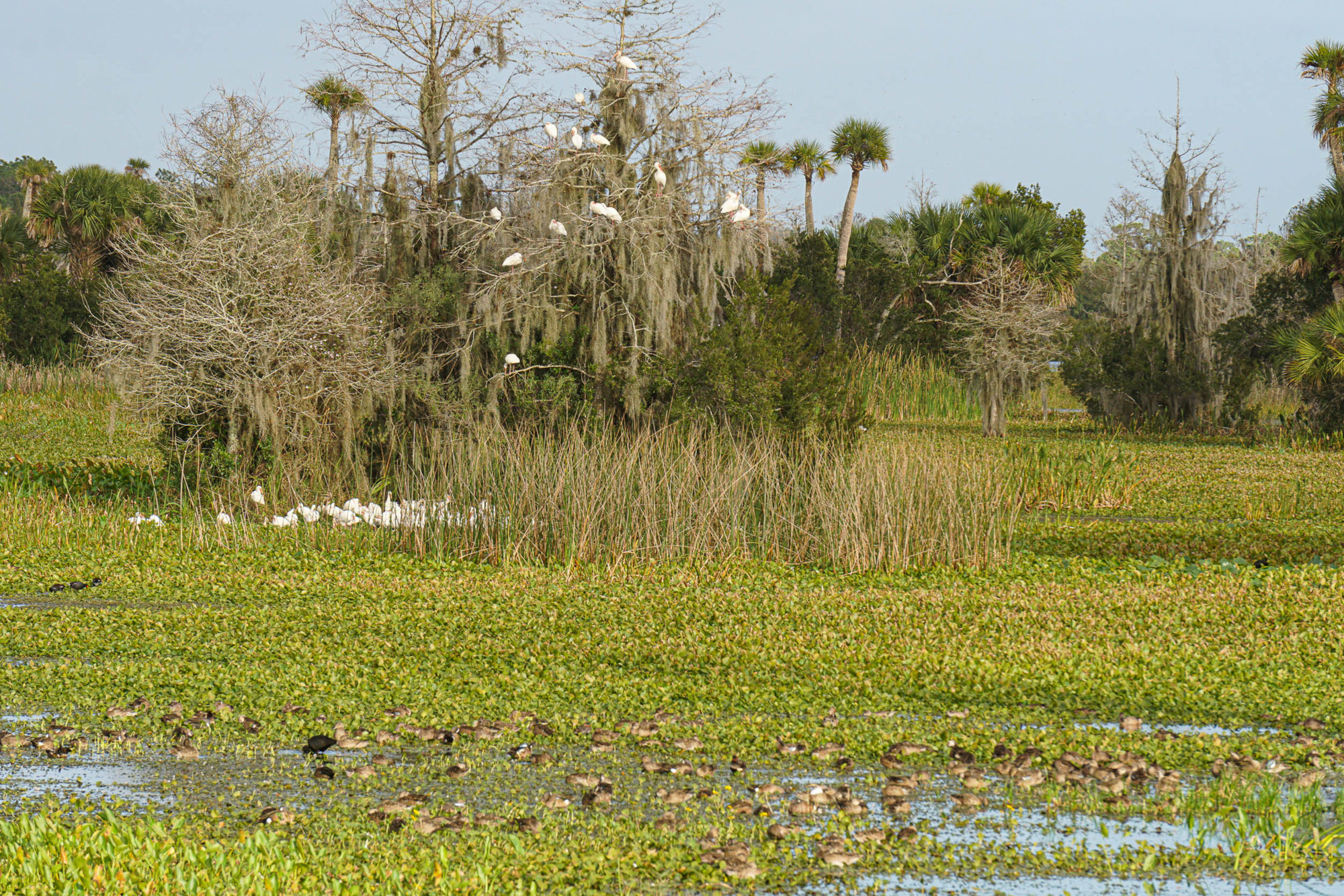 Wetlands - 2500px-21.jpg