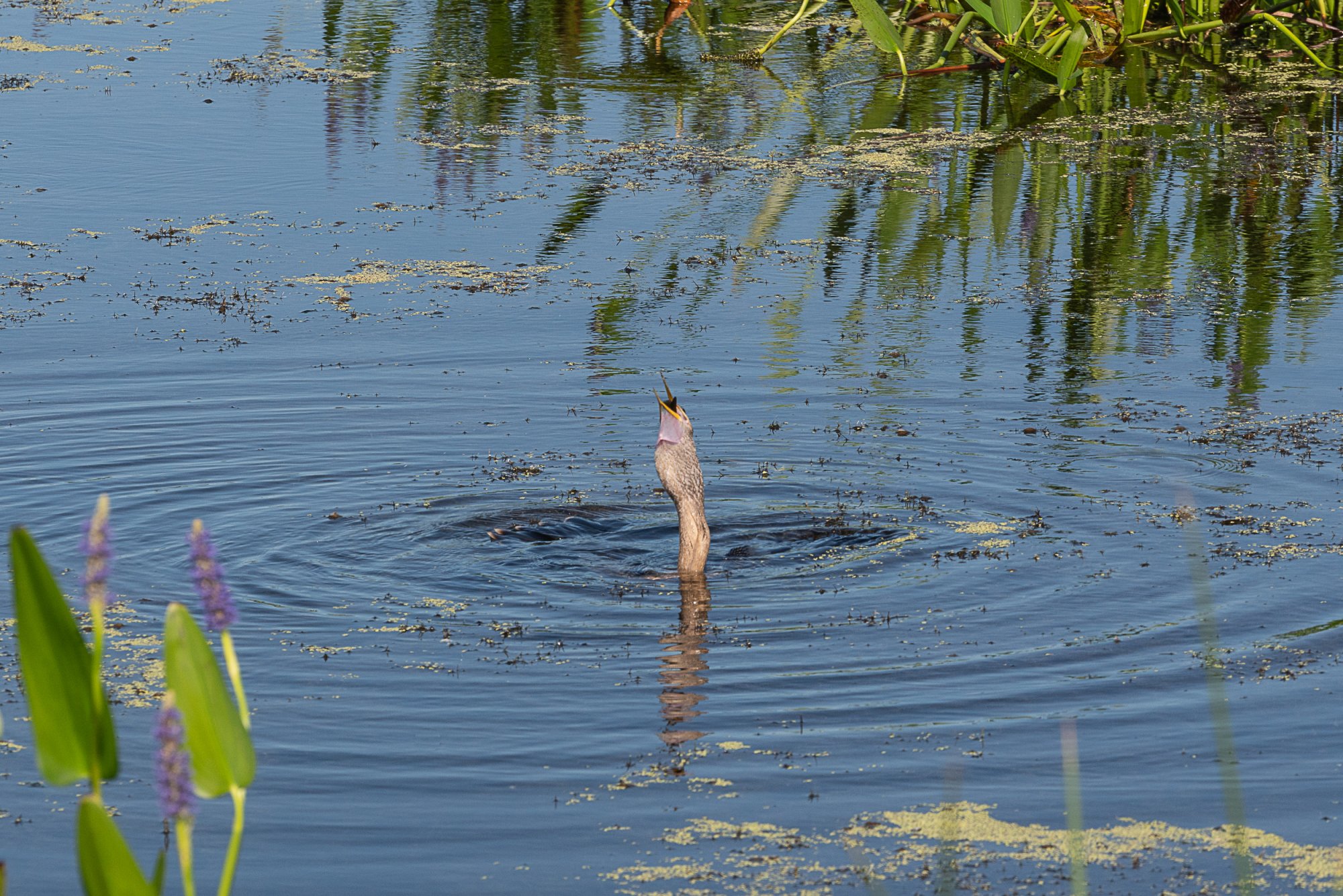 Wetlands-34.JPG