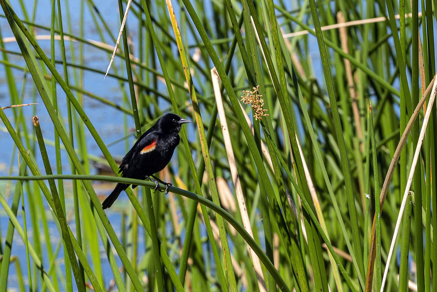 Wetlands-39 1500px.jpg