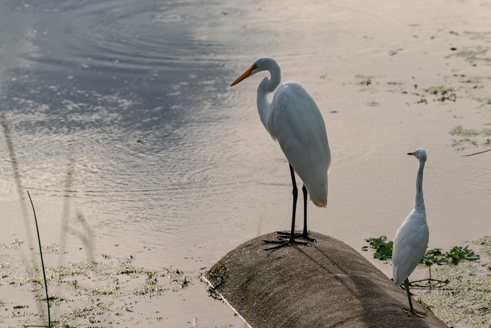  Wetlands 8-22 2500px-11.jpg