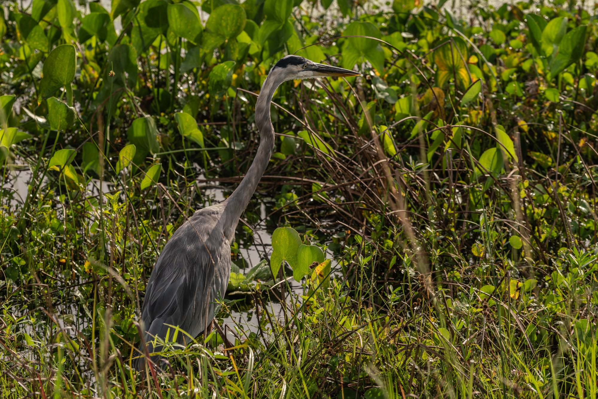  Wetlands 8-22 2500px-15.jpg