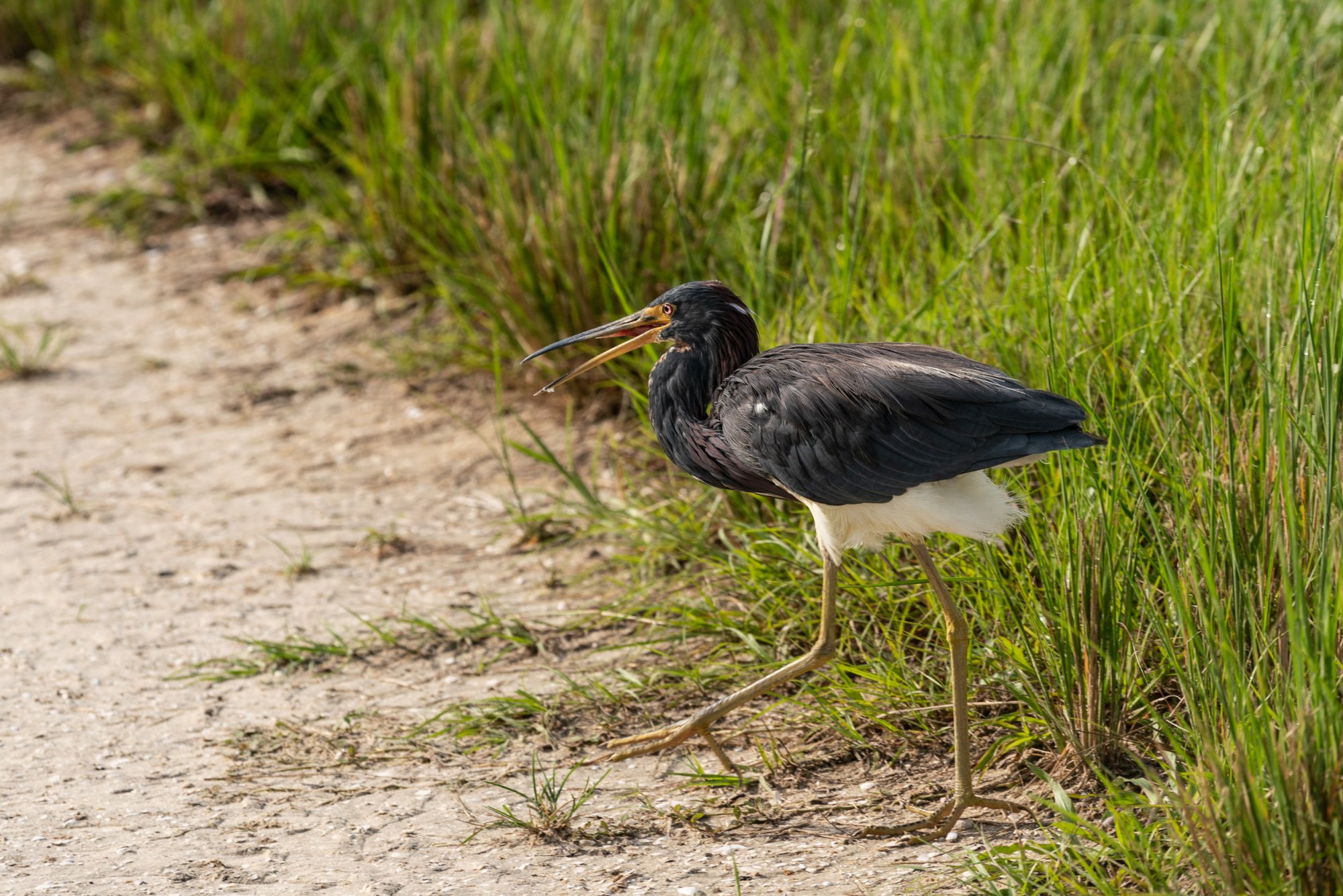  Wetlands 8-22 2500px-19.jpg