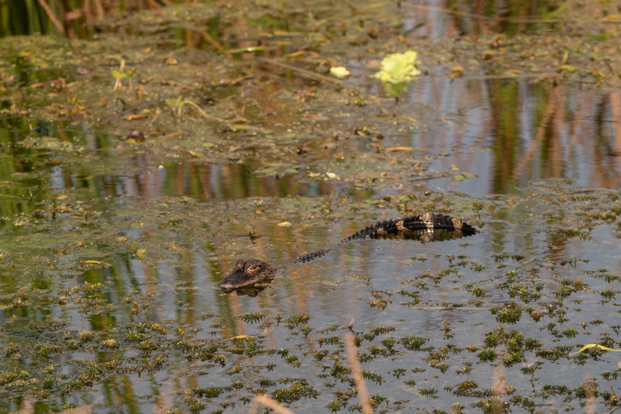  Wetlands 8-22 2500px-25.jpg