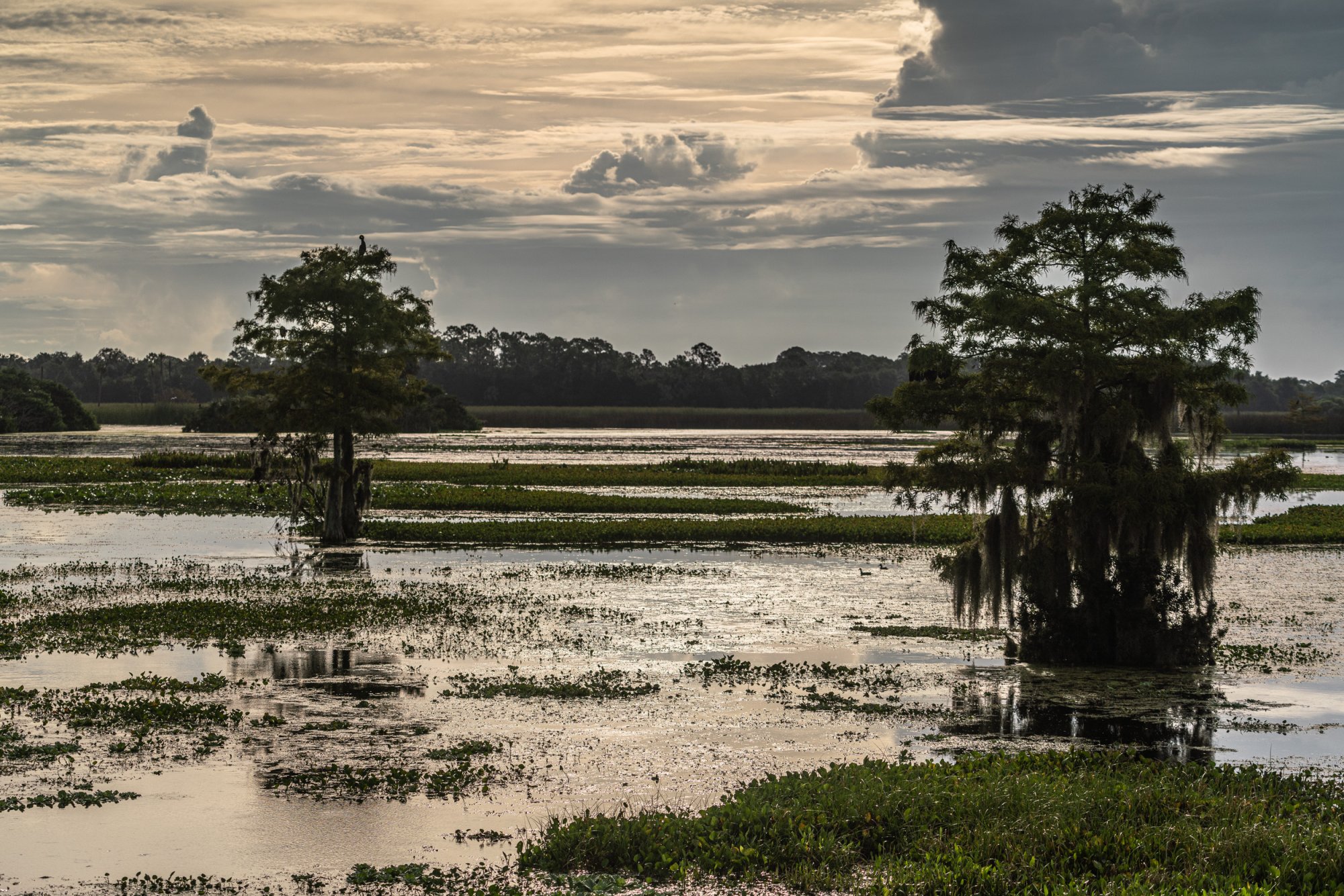  Wetlands 8-22 2500px-8.jpg