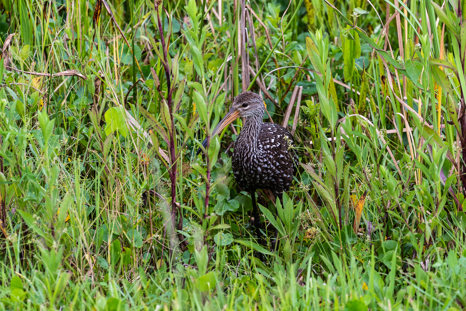 Wetlands 9-2020 - 1500px-3.JPG