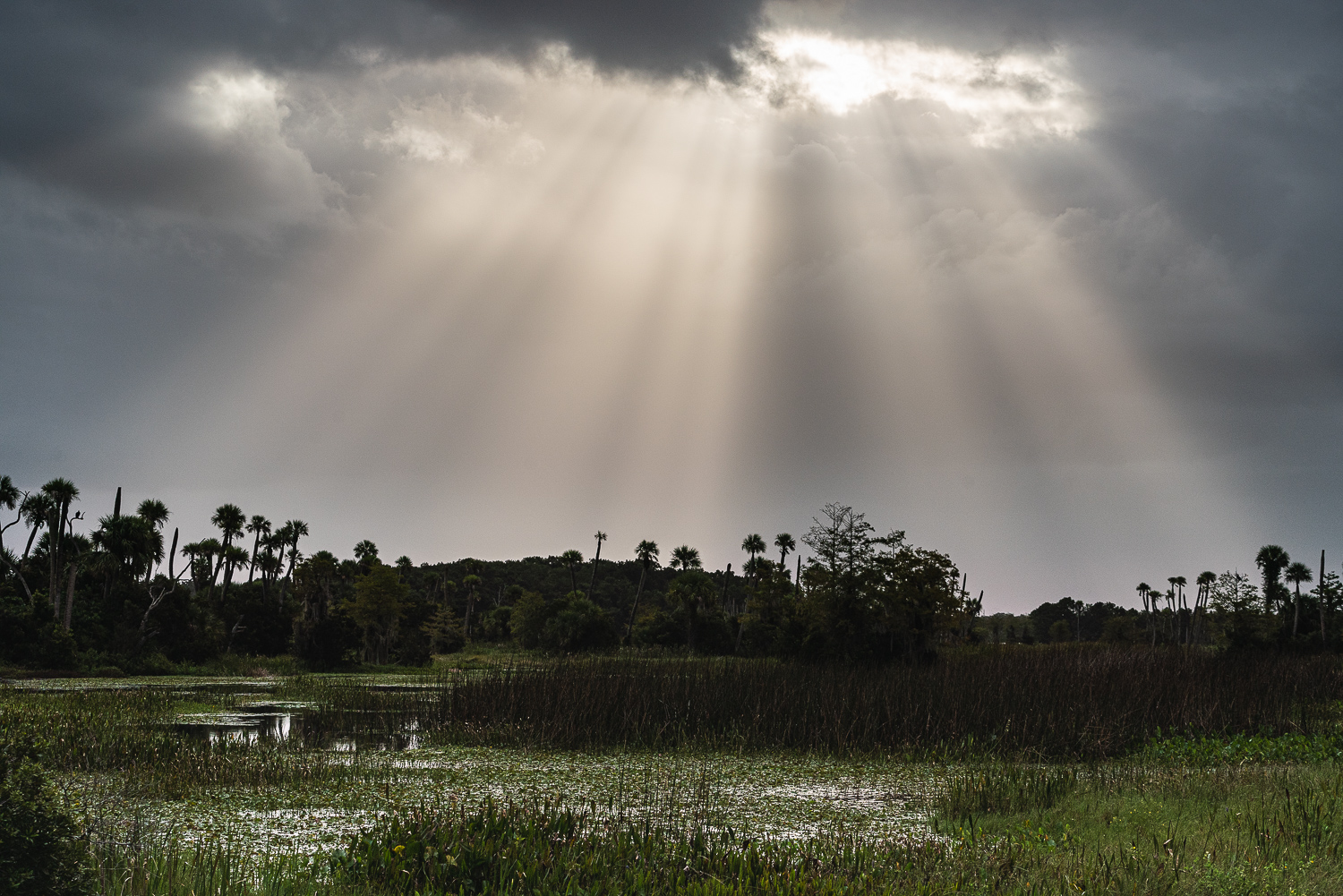 Wetlands 9-2020 - 1500px-9.JPG