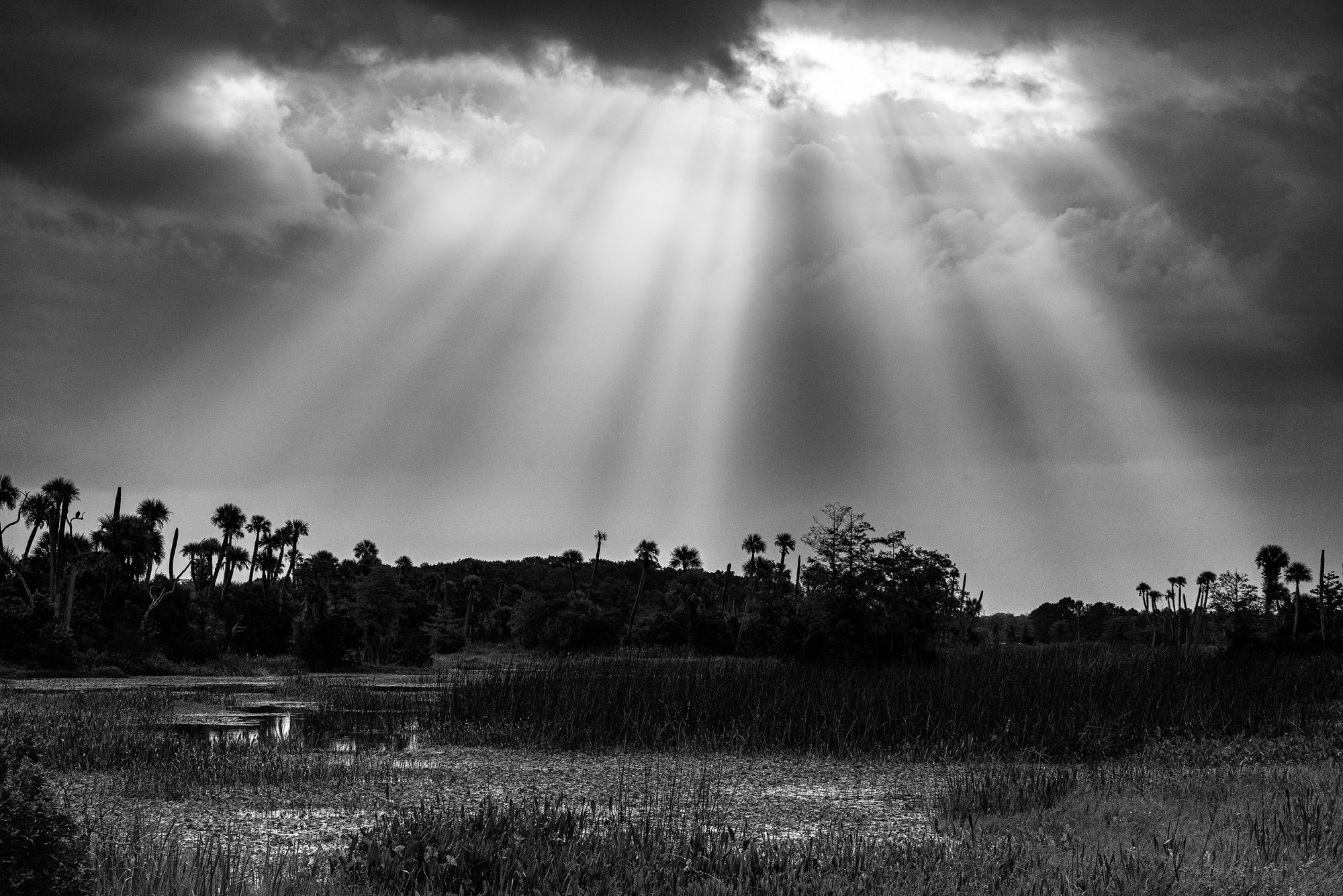 Wetlands 9-2020-9 B&W-2500px.jpg