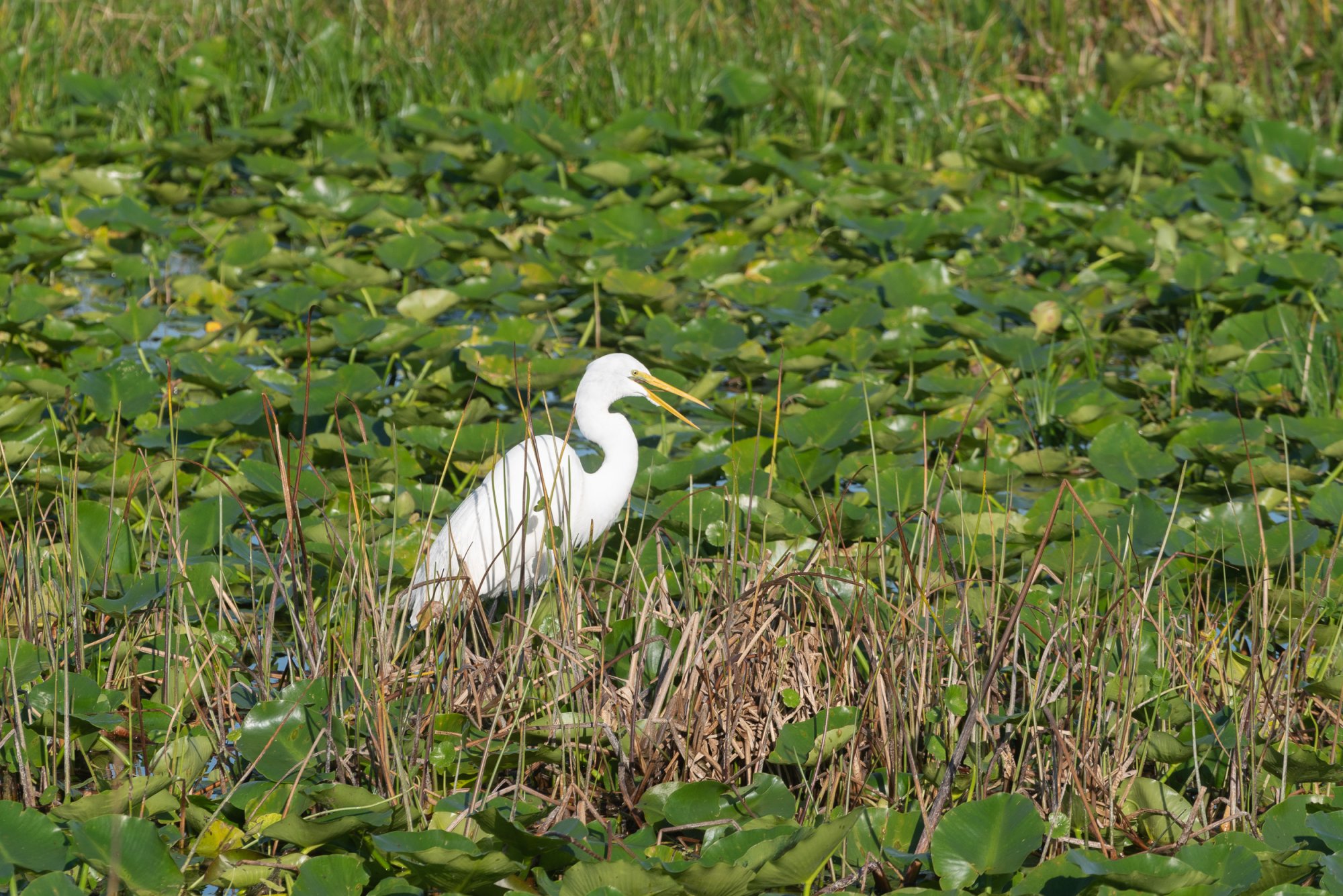 Wetlands De 2022 2500px-11.jpg