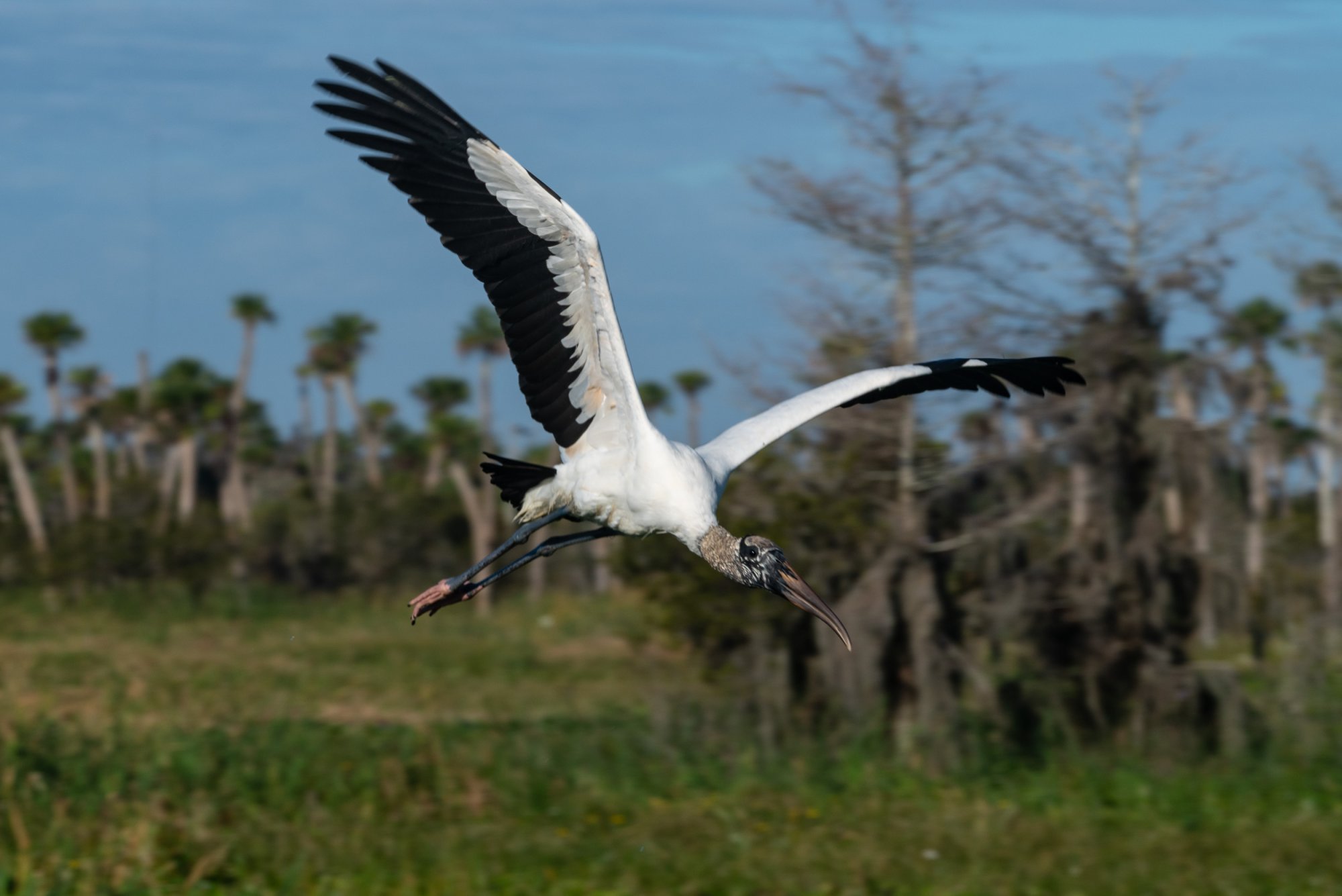 Wetlands De 2022 2500px-12.jpg