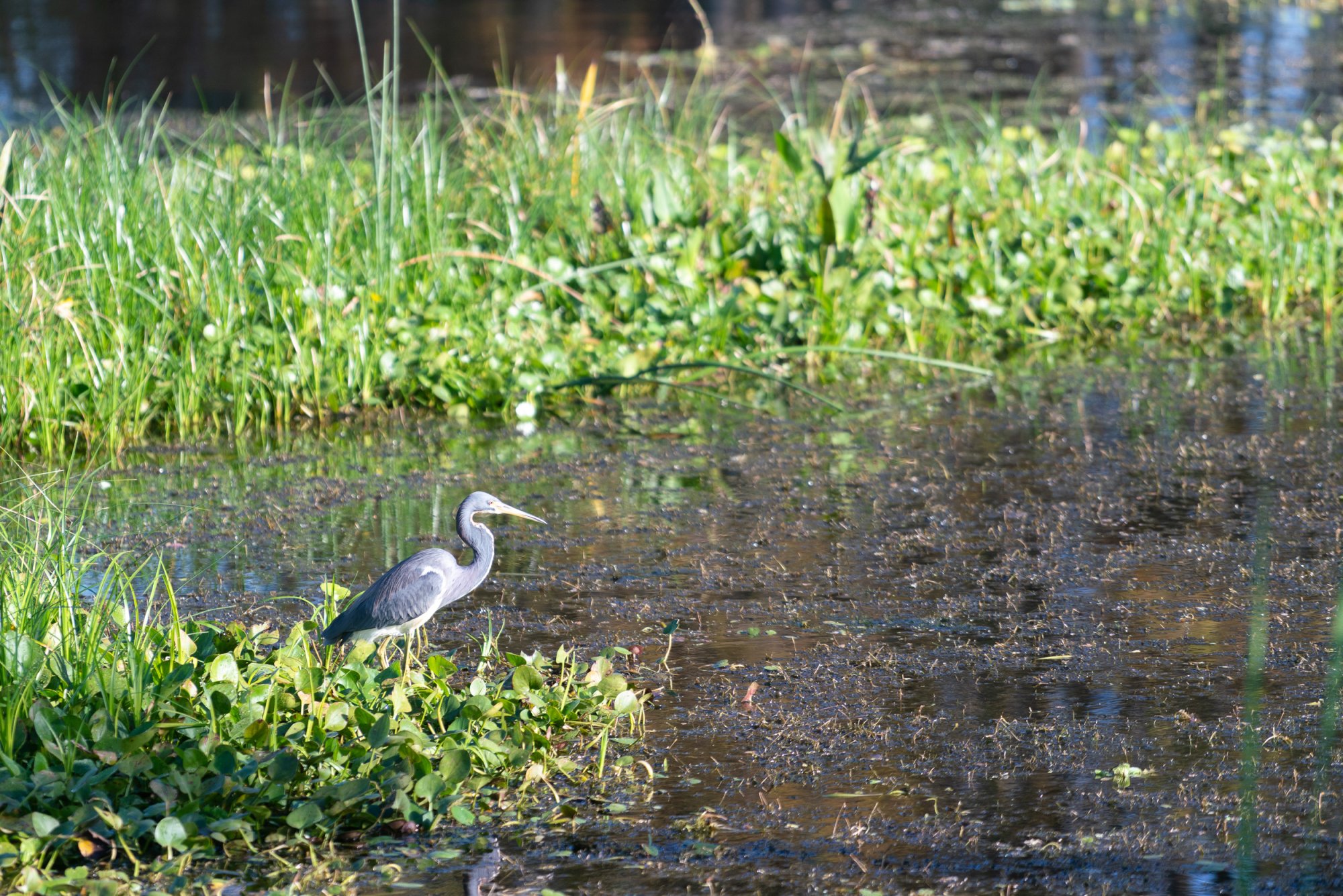 Wetlands De 2022 2500px-13.jpg