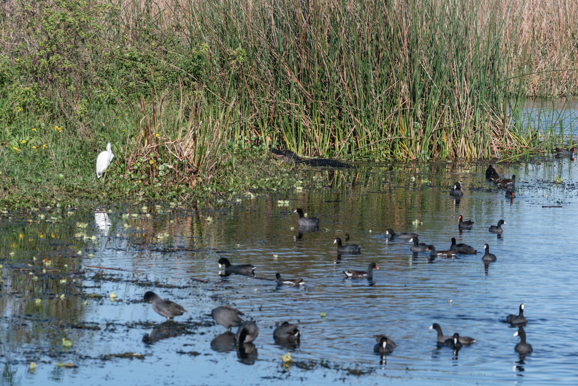 Wetlands De 2022 2500px-16.jpg