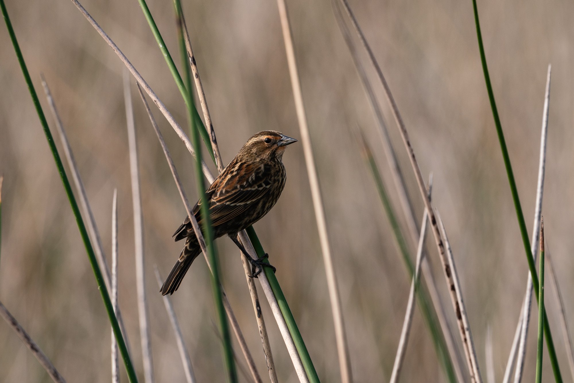 Wetlands Dec 2023 - 2500px-14.jpg