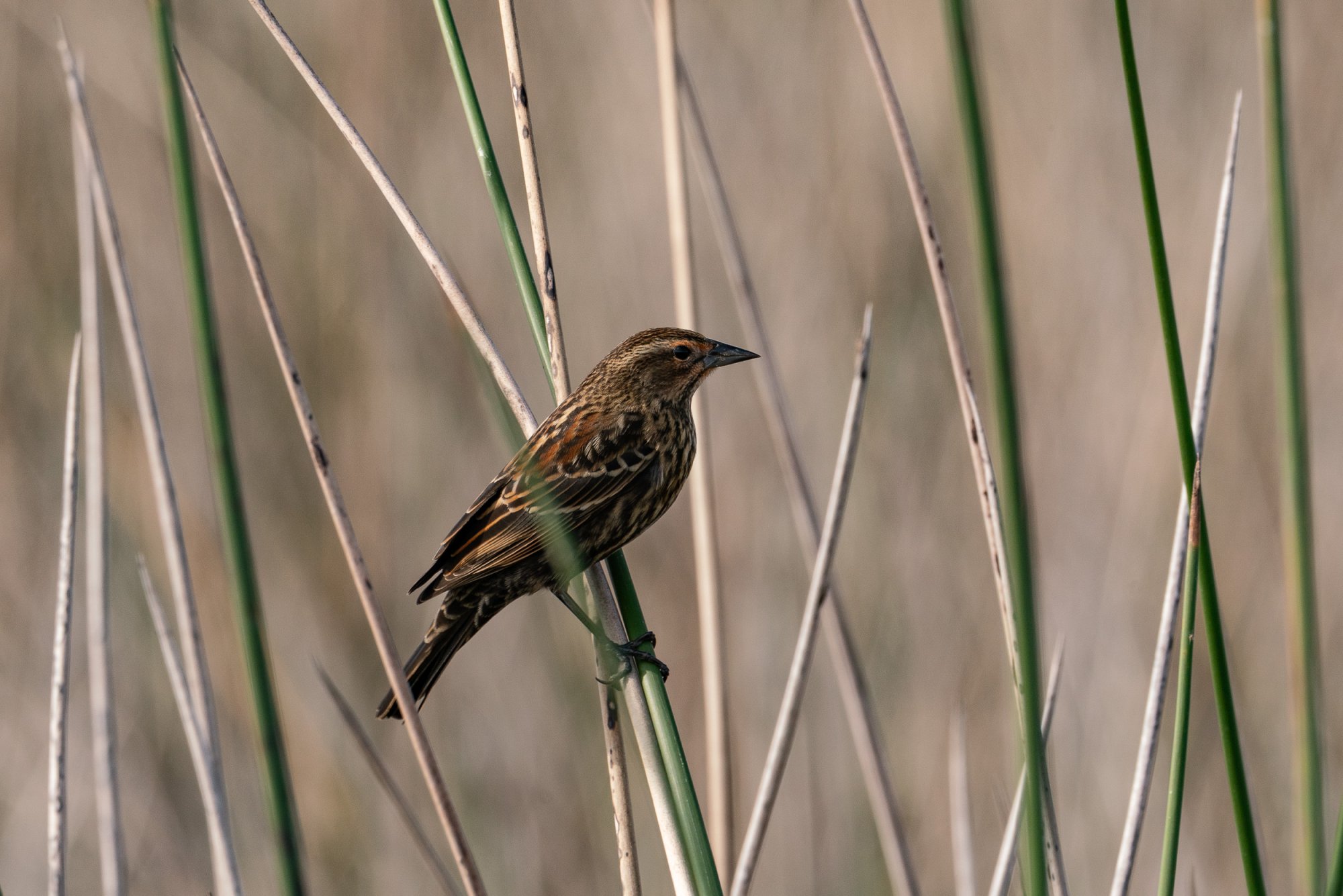 Wetlands Dec 2023 - 2500px-15.jpg