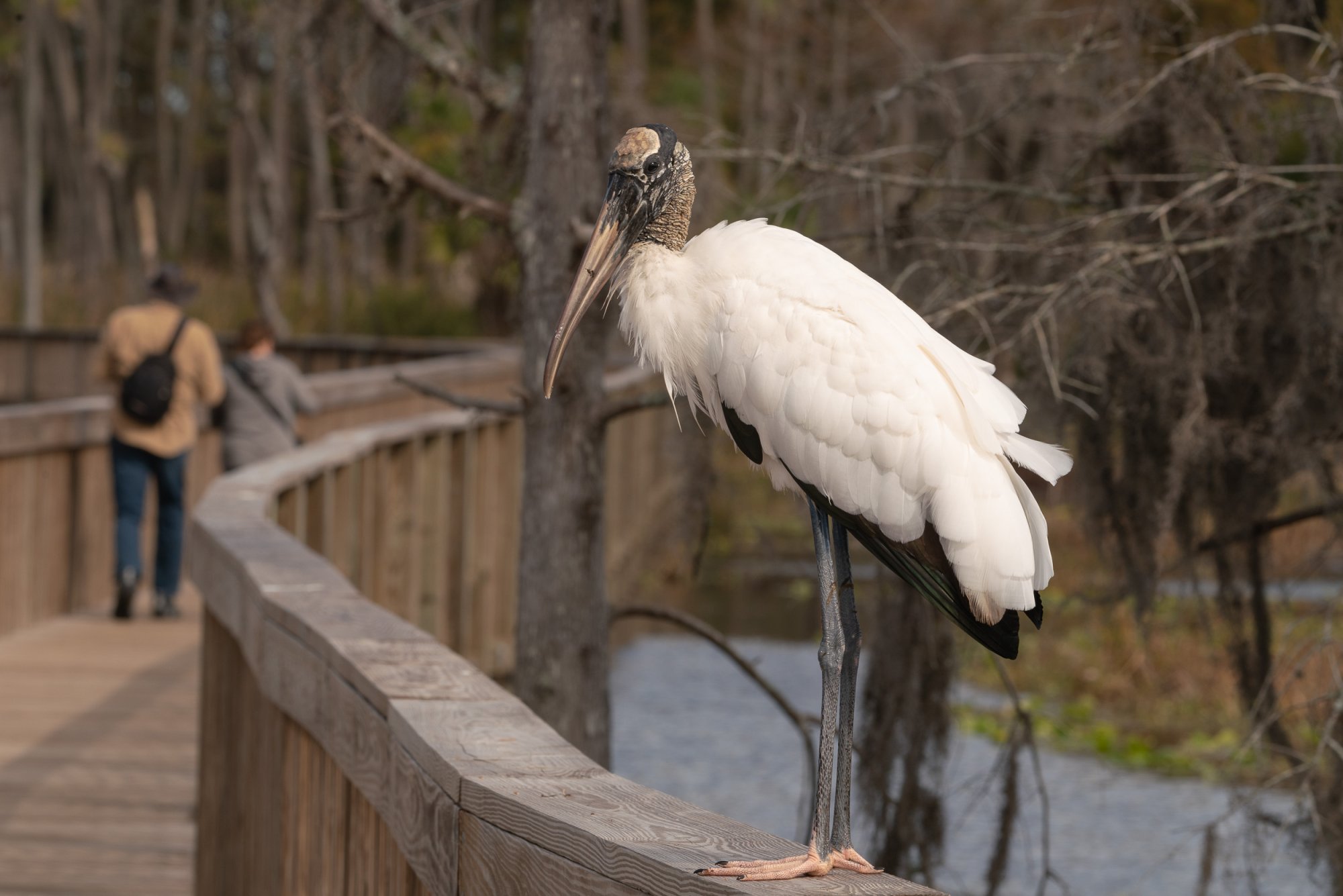 Wetlands Dec 2023 - 2500px-8.jpg