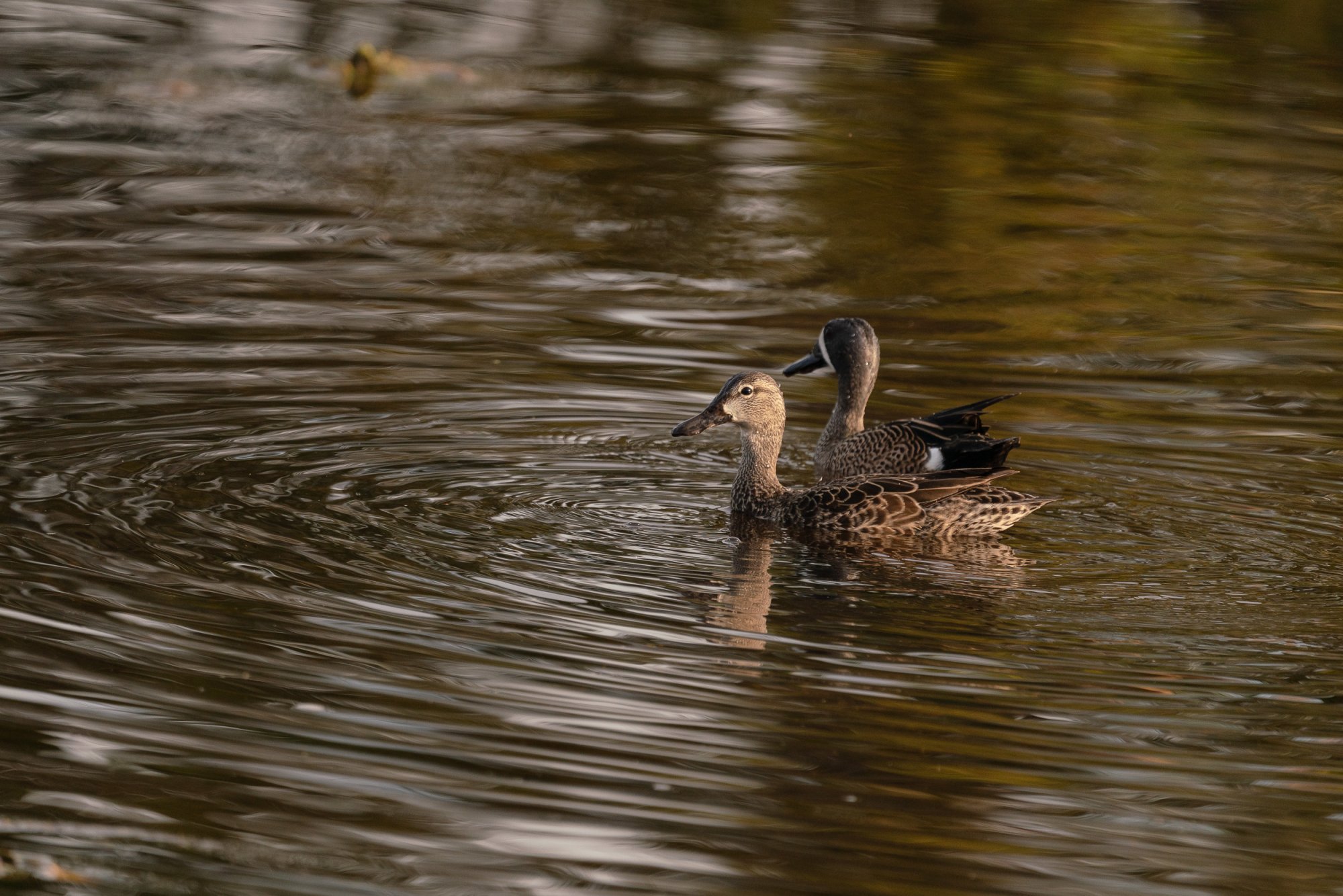 Wetlands Feb 2024 - 2500px-1.jpg