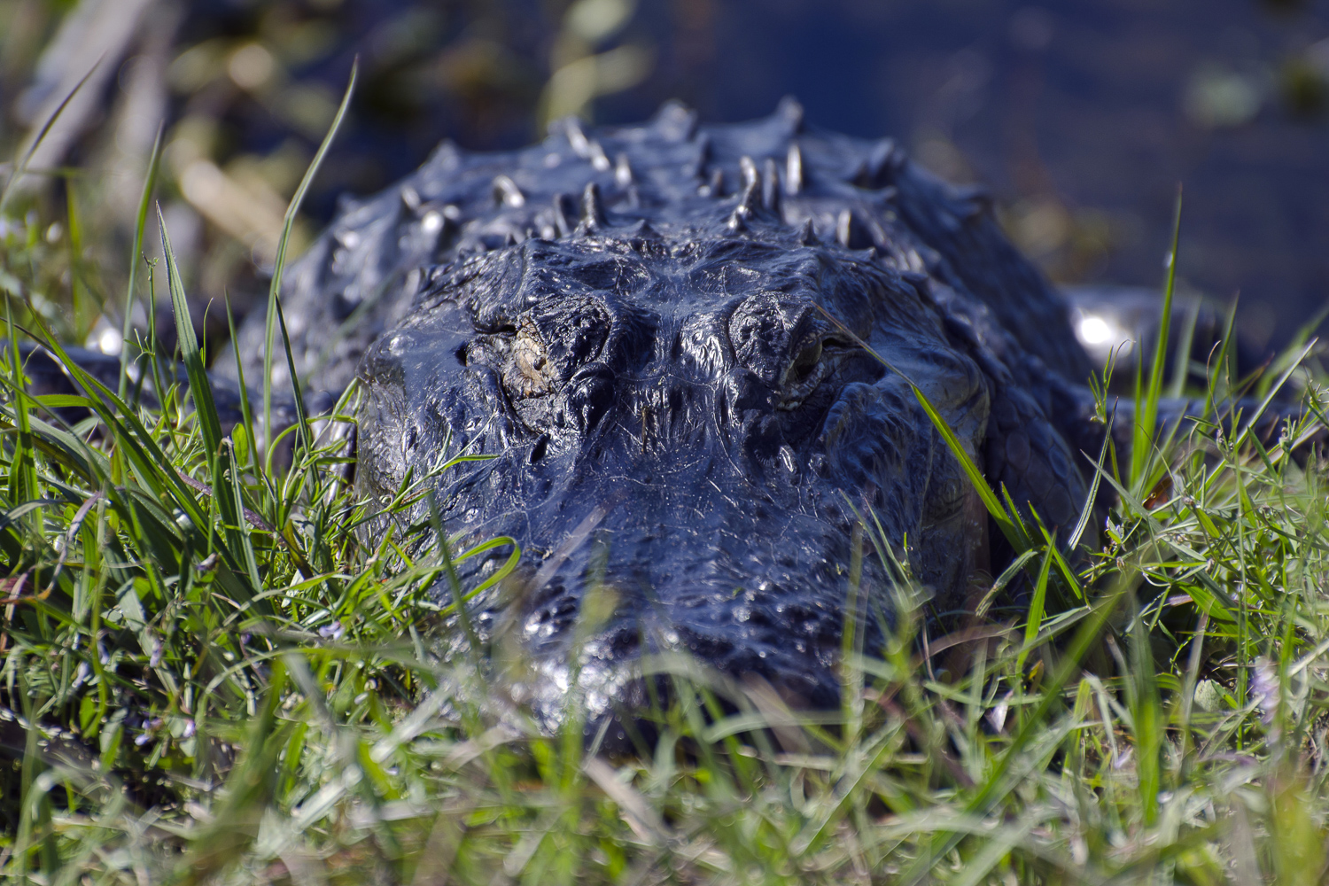 Wetlands Gator.JPG