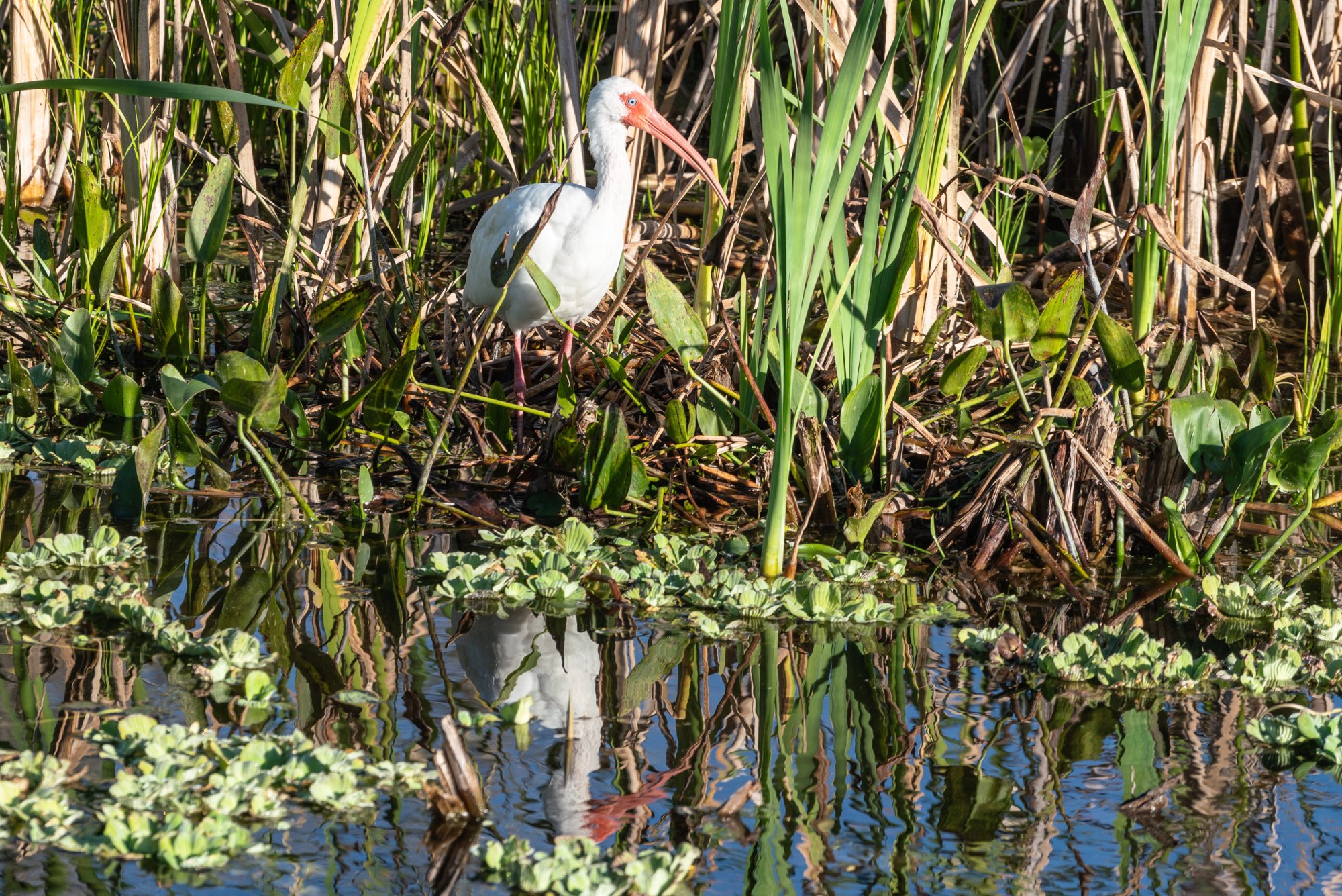 Wetlands Jan23 - 2500px-22.jpg