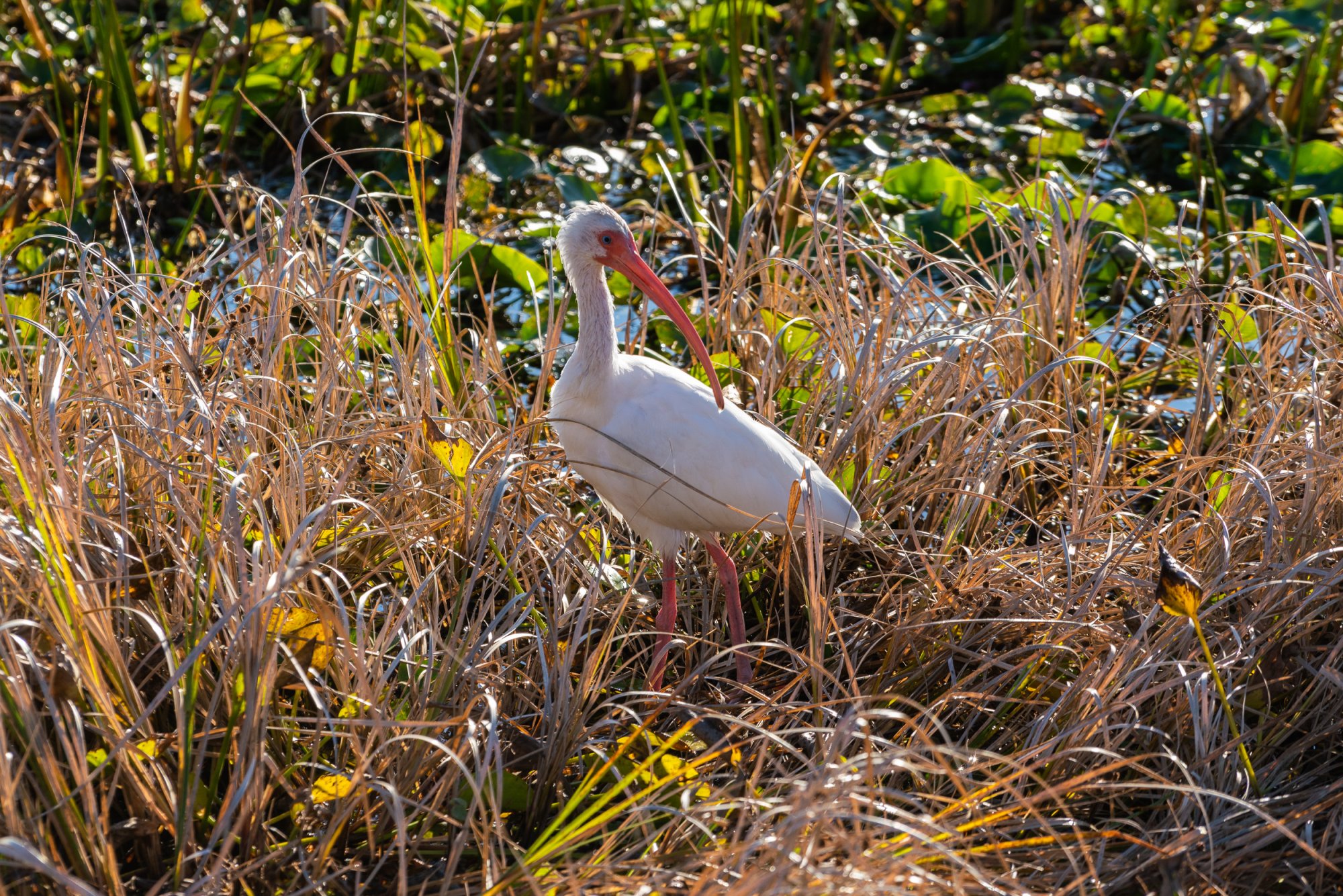 Wetlands Jan23 - 2500px-23.jpg