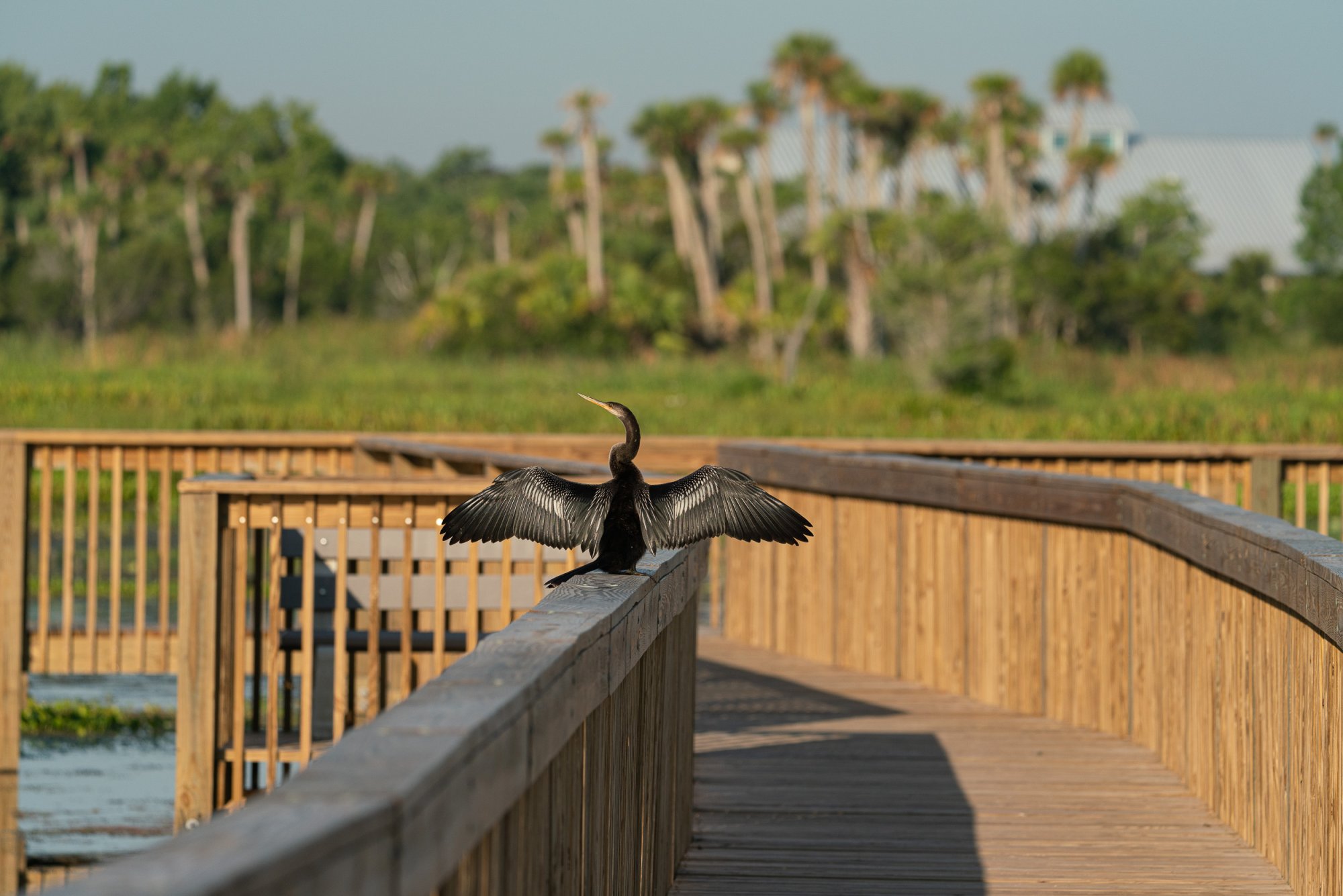 Wetlands June 2023 - 2500px-13.jpg