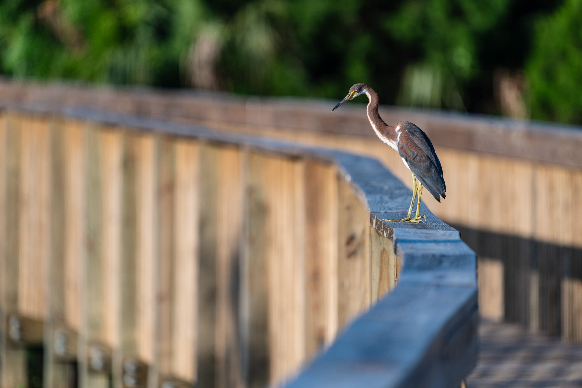 Wetlands June 2023 - 2500px-4.jpg