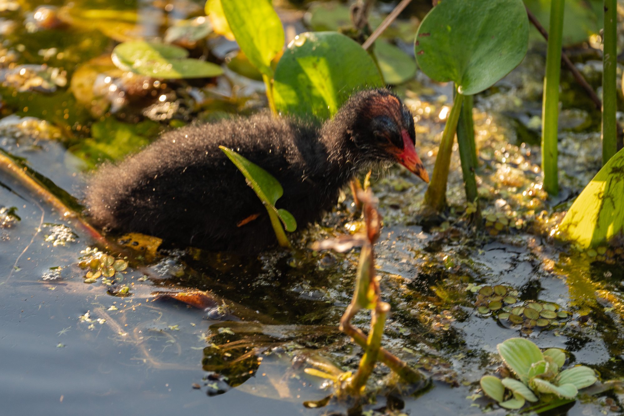 Wetlands June 2023 - 2500px-9.jpg