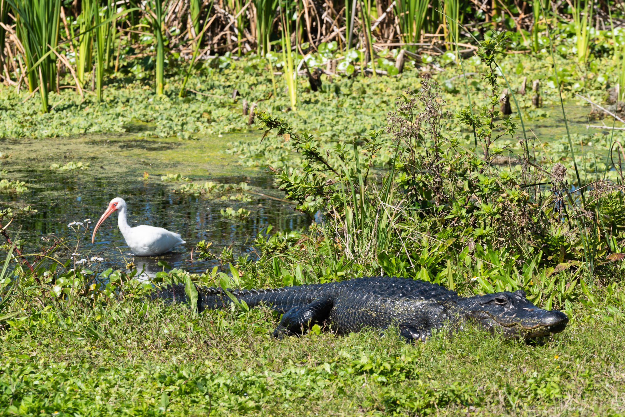 Wetlands Mar 2020-2500px-1.jpg