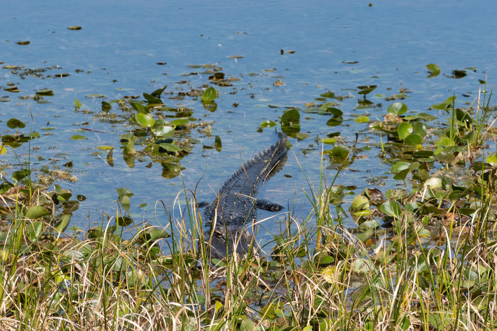 Wetlands Mar 2020-2500px-10.jpg