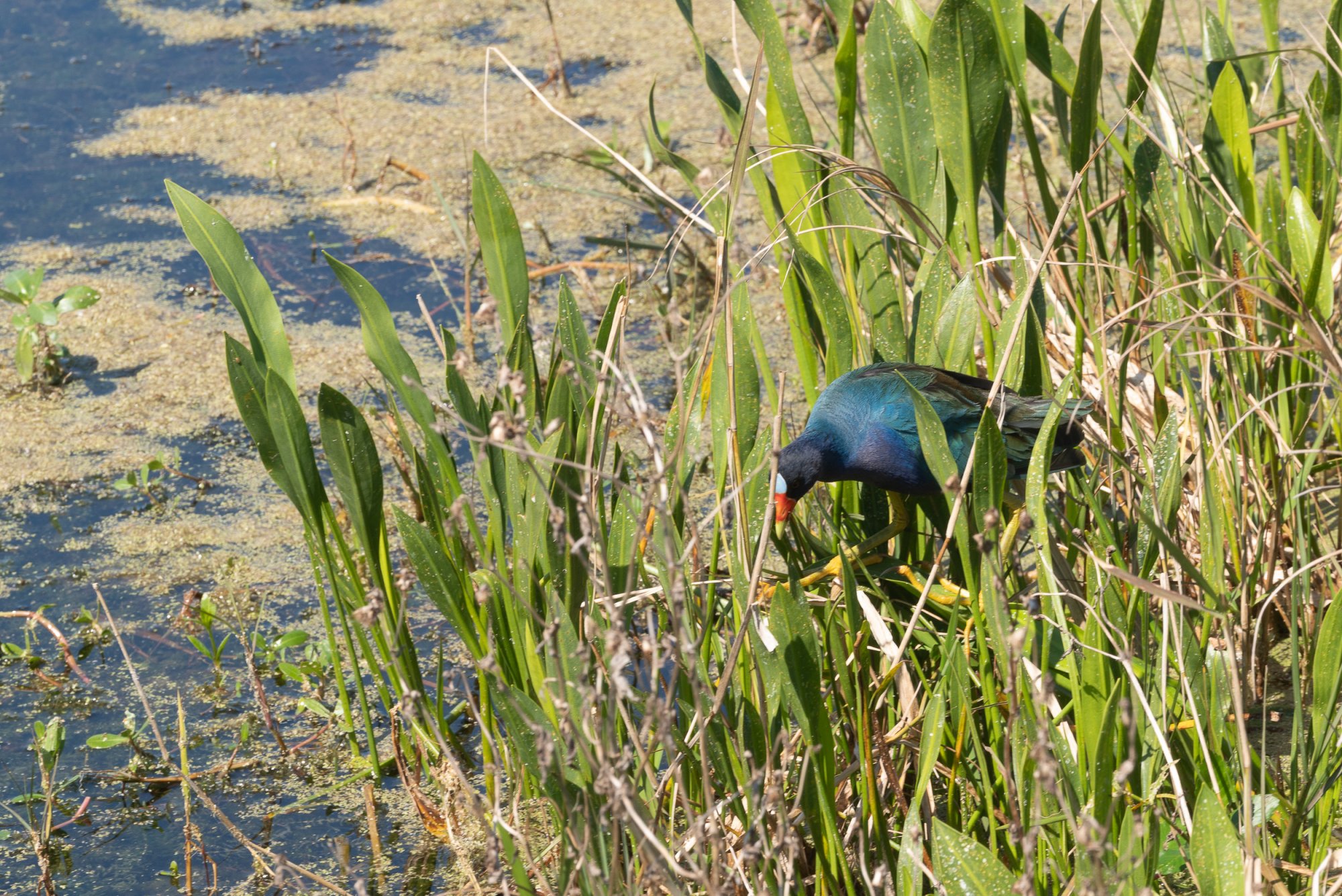 Wetlands Mar 2020-2500px-11.jpg