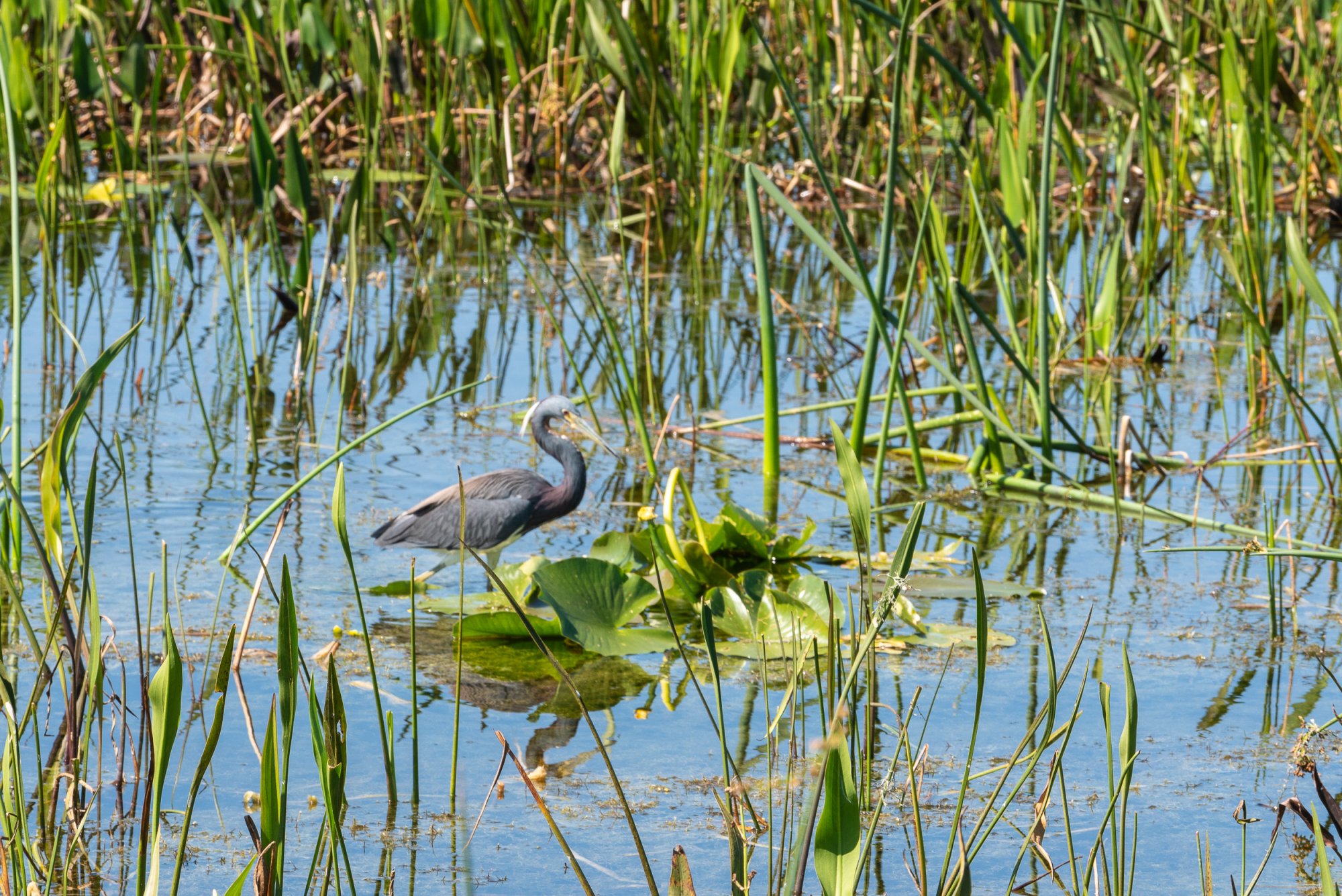 Wetlands Mar 2020-2500px-3.jpg