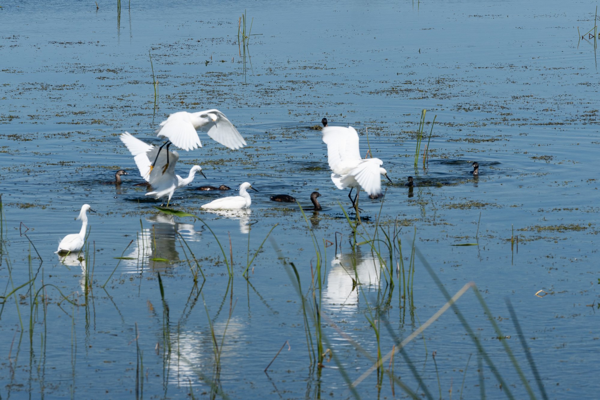 Wetlands Mar 2020-2500px-4.jpg