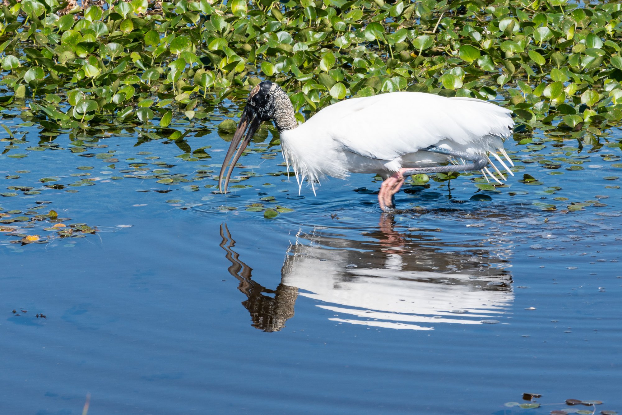 Wetlands Mar 2020-2500px-9.jpg