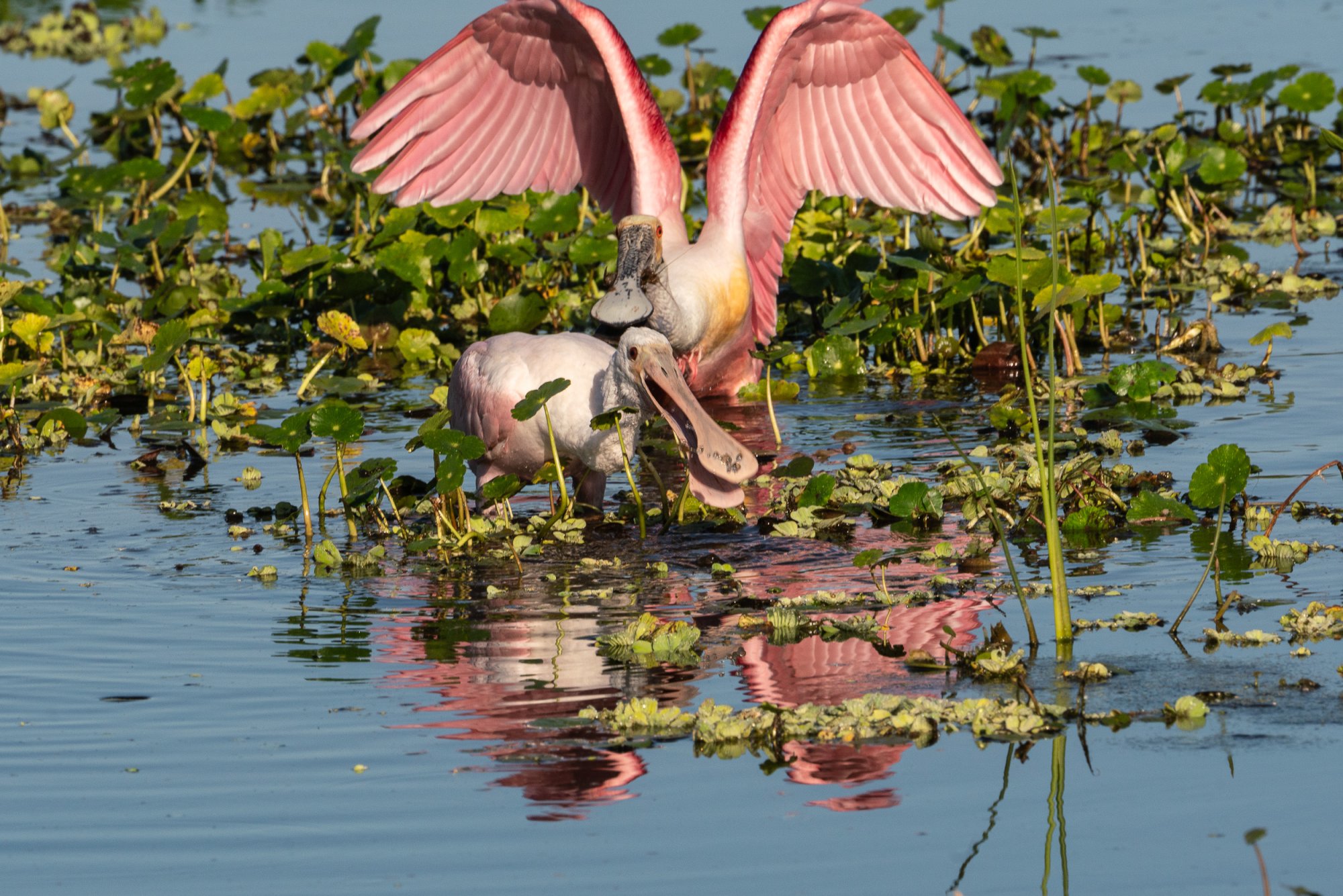 Wetlands Mar 2024 - 2500px-13.jpg