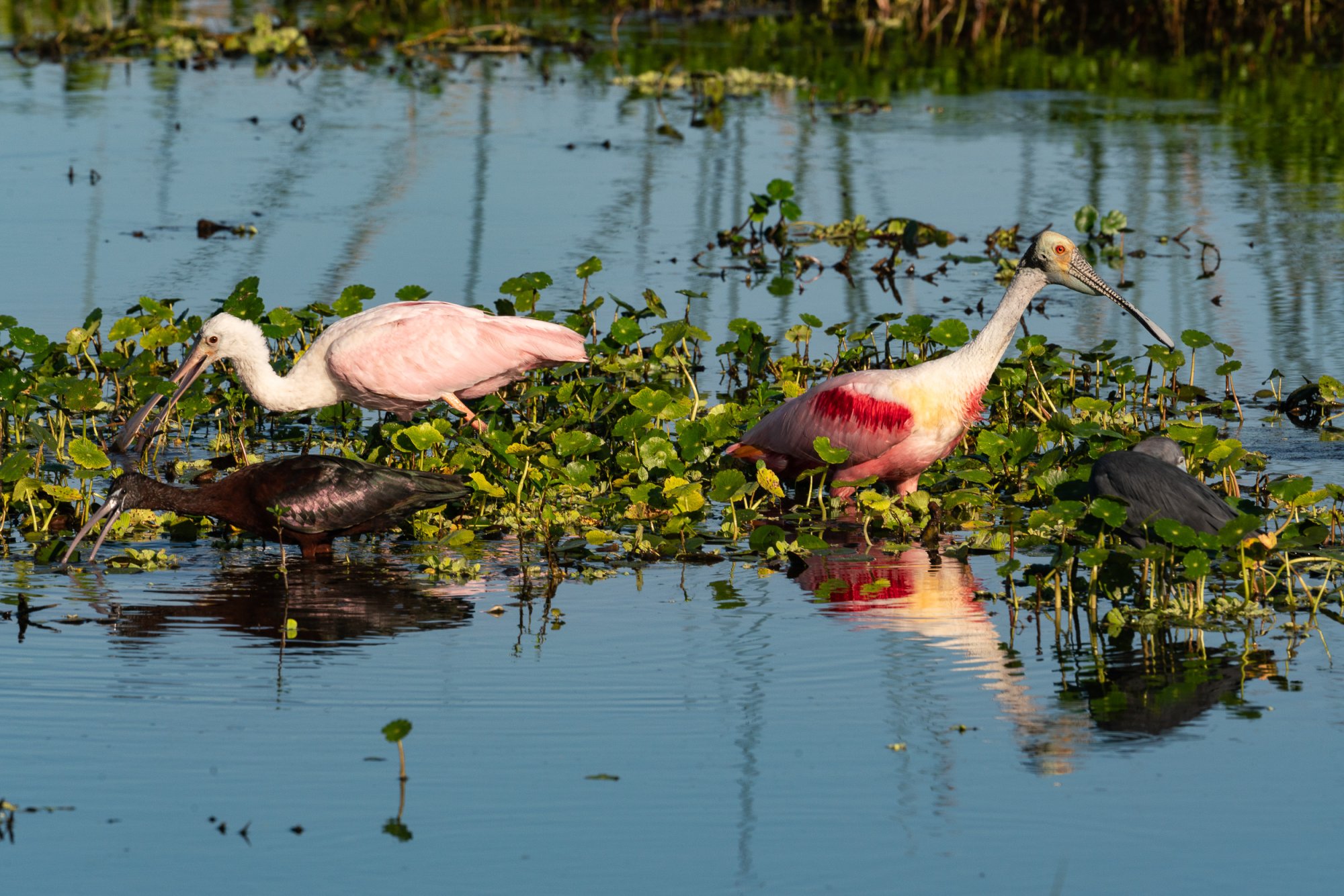 Wetlands Mar 2024 - 2500px-8.jpg