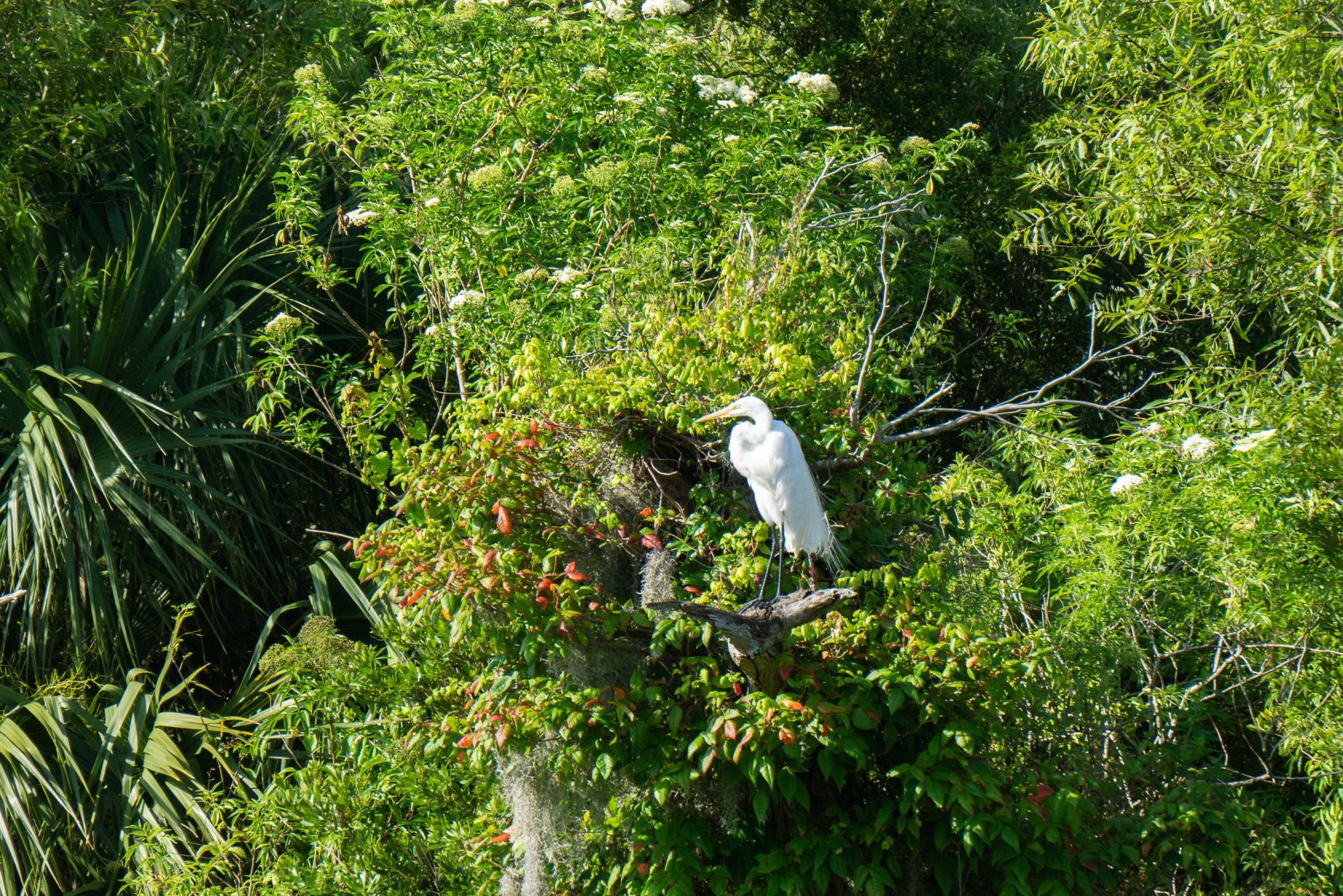 Wetlands May 2022 - 2500px-12.jpg